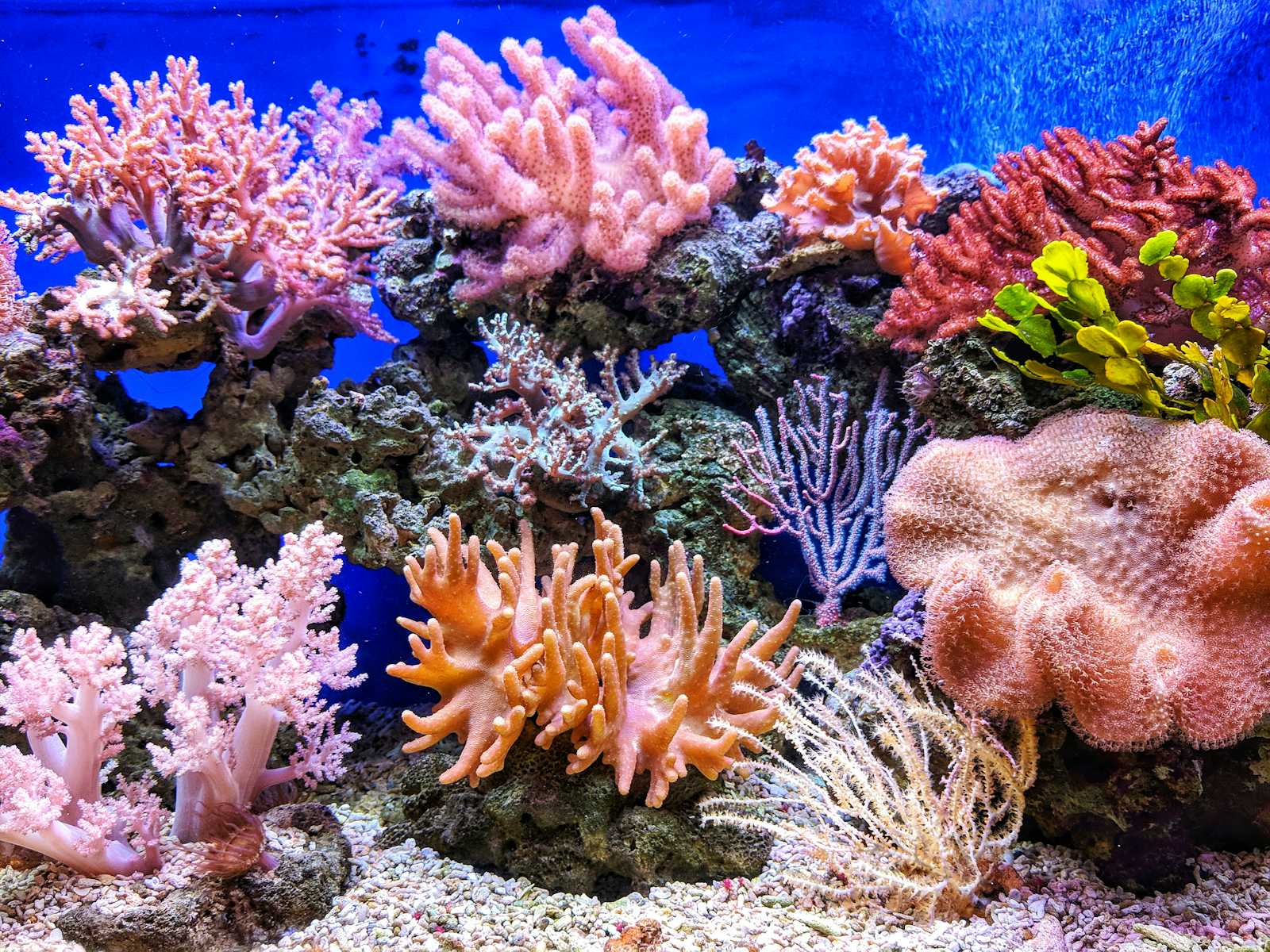 How to Protect and Save Coral Reefs