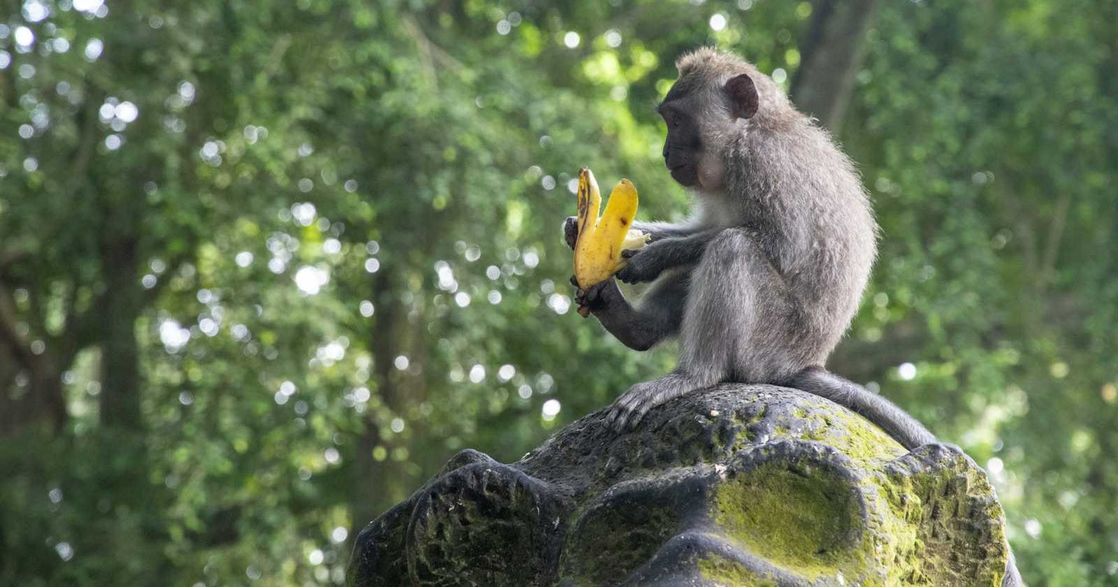 Koko Eating Bananas