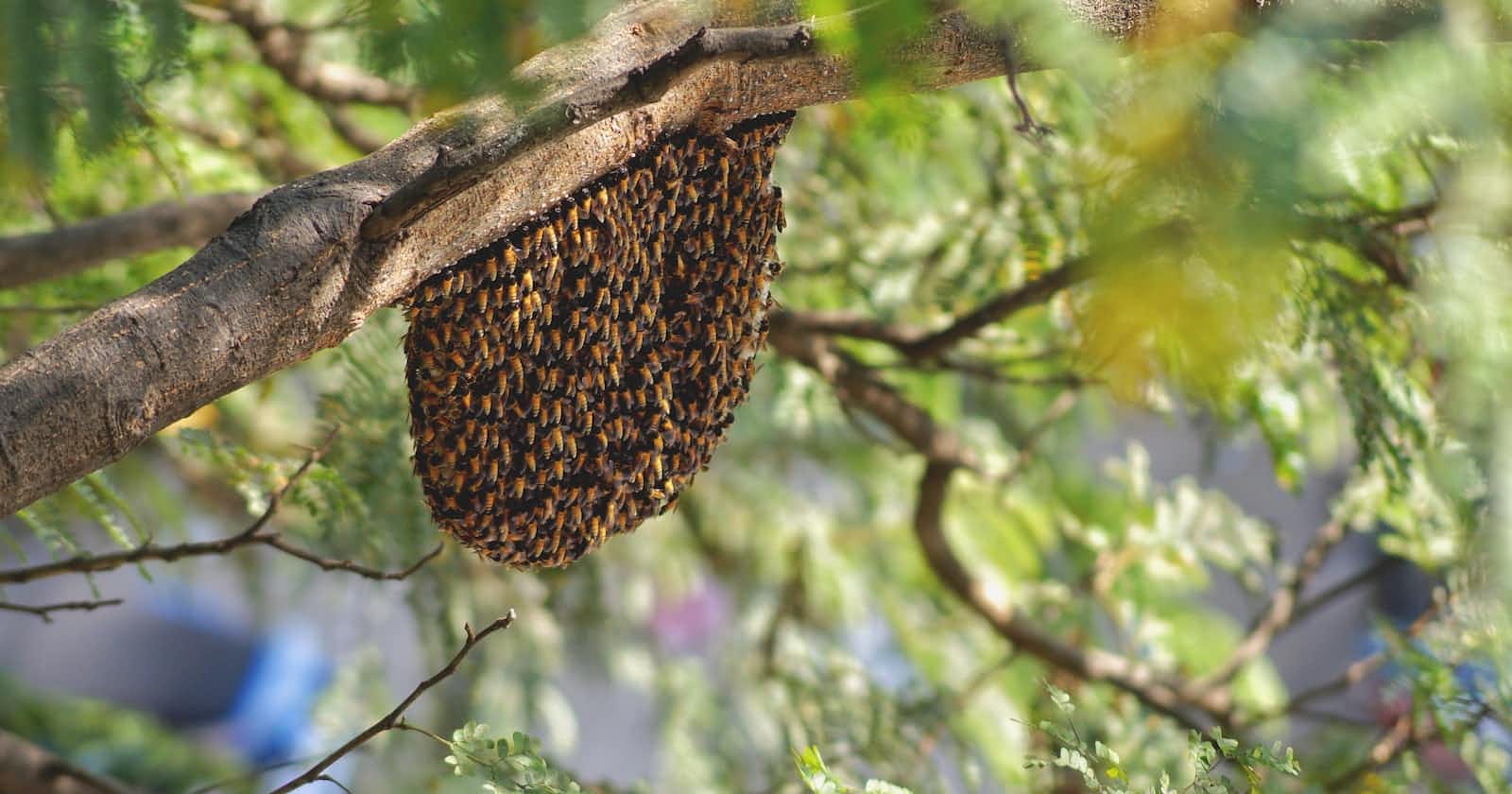 Adventures in Running a Honeypot Hive