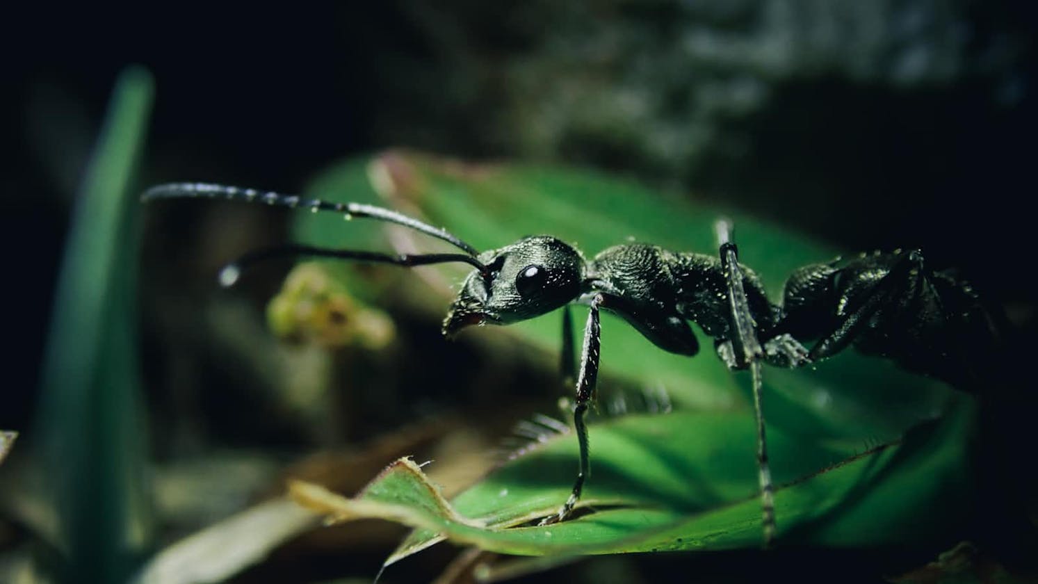 Swarm Intelligence Series : Ant Colony Optimization