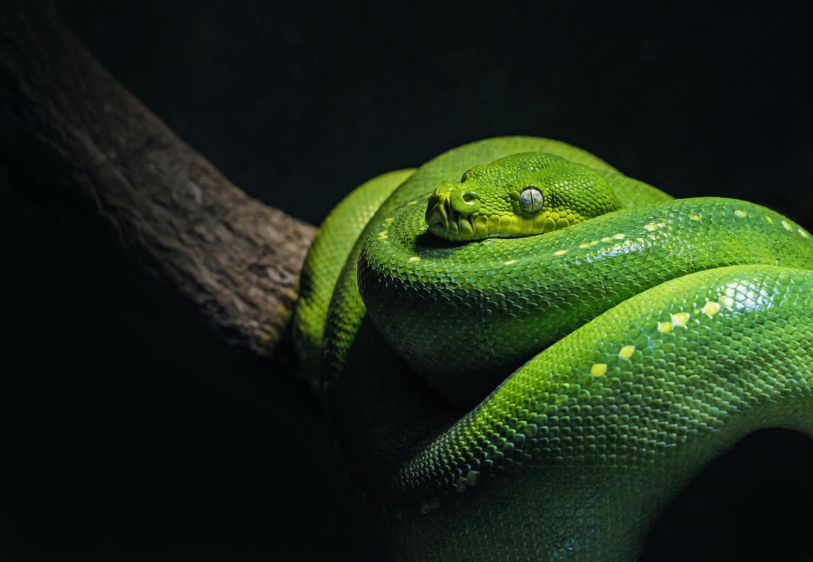 Pitfalls to Avoid with Virtual Environments