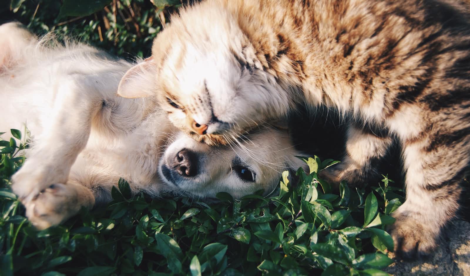 Buy Premium Animal & Pet Instagram Accounts