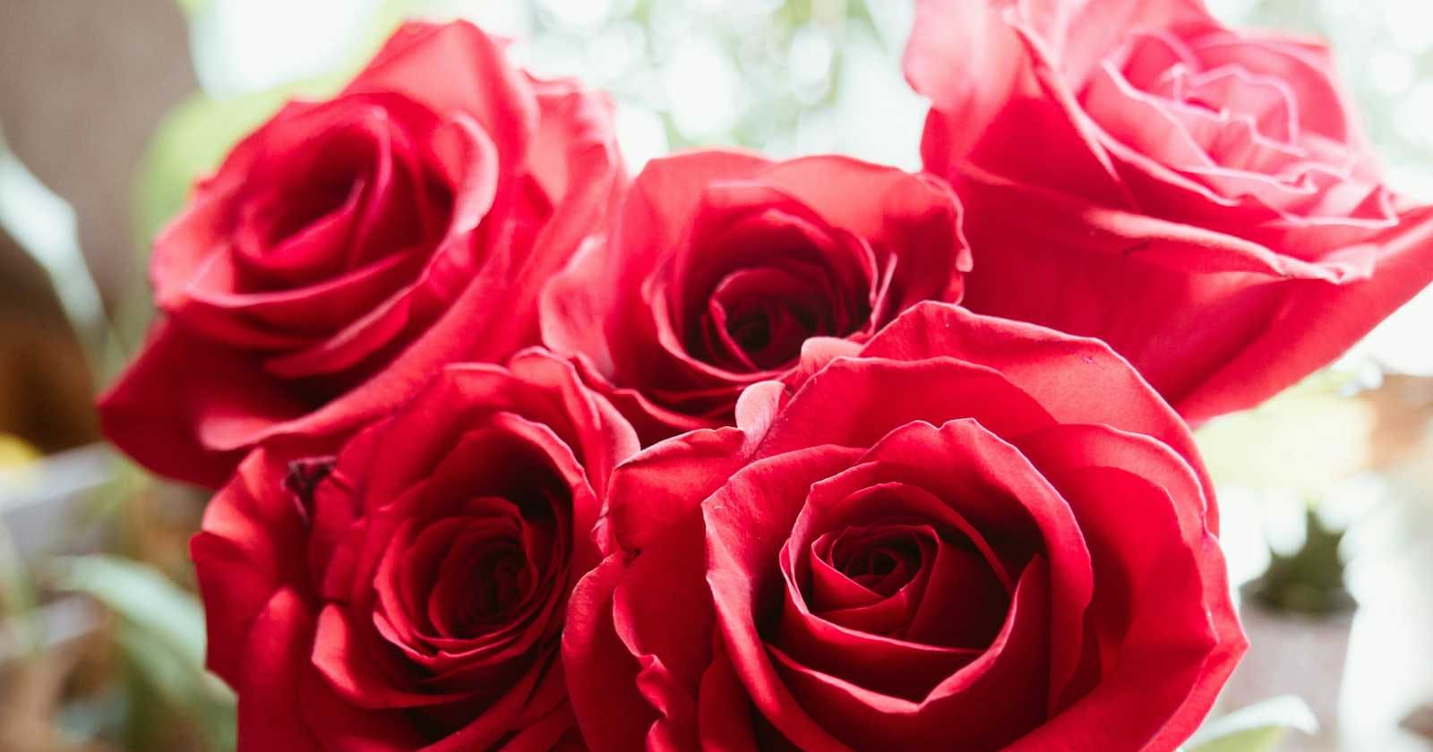 Filosofi Bunga Mawar Merah: Simbol Cinta, Keindahan, dan Makna Mendalam