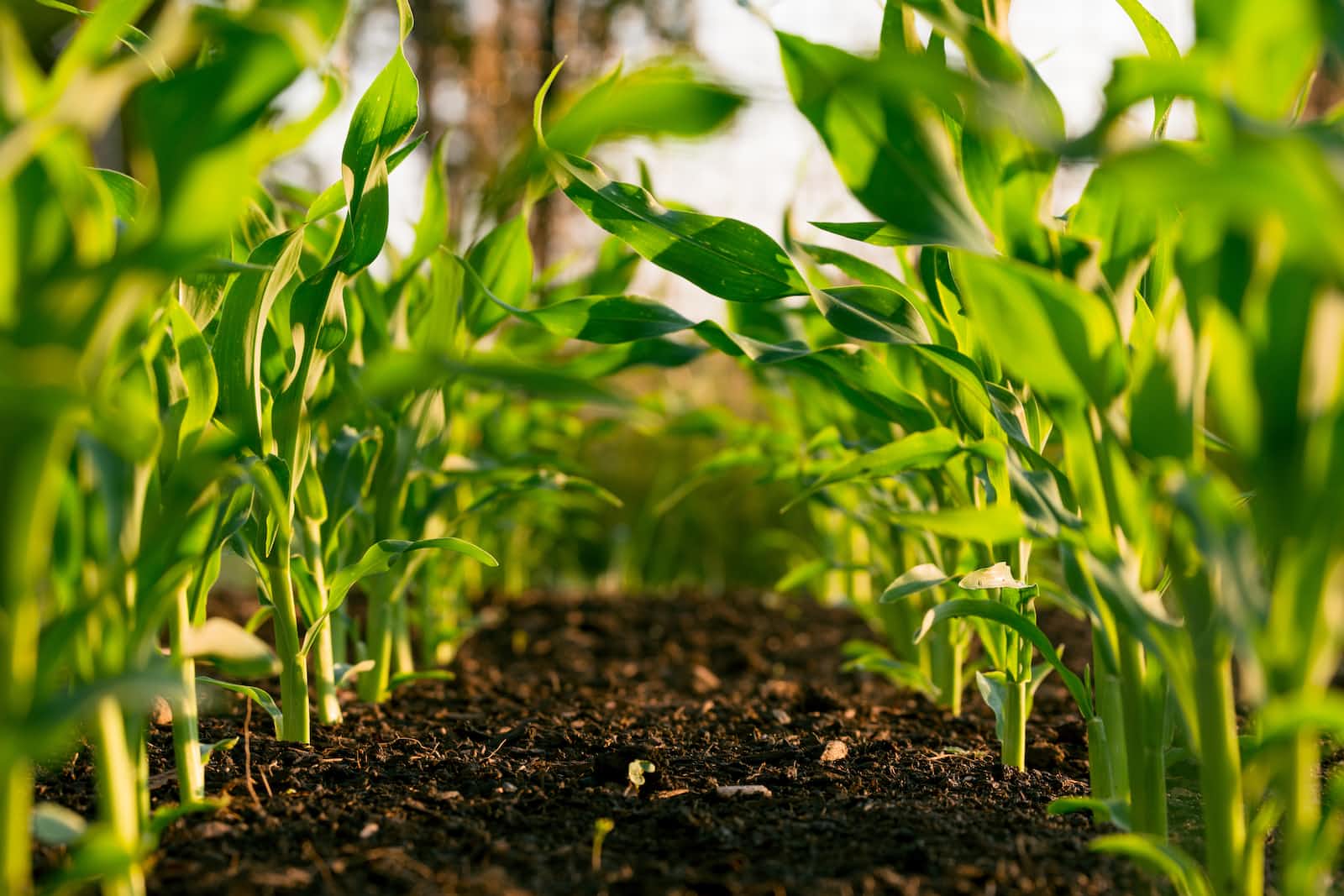 Revolutionizing Agriculture: Plant Species & Diseases Detection using ML