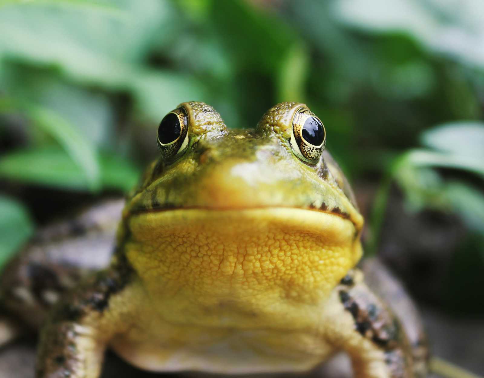 Mastering Productivity: Key Takeaways from "Eat That Frog" by Brian Tracy