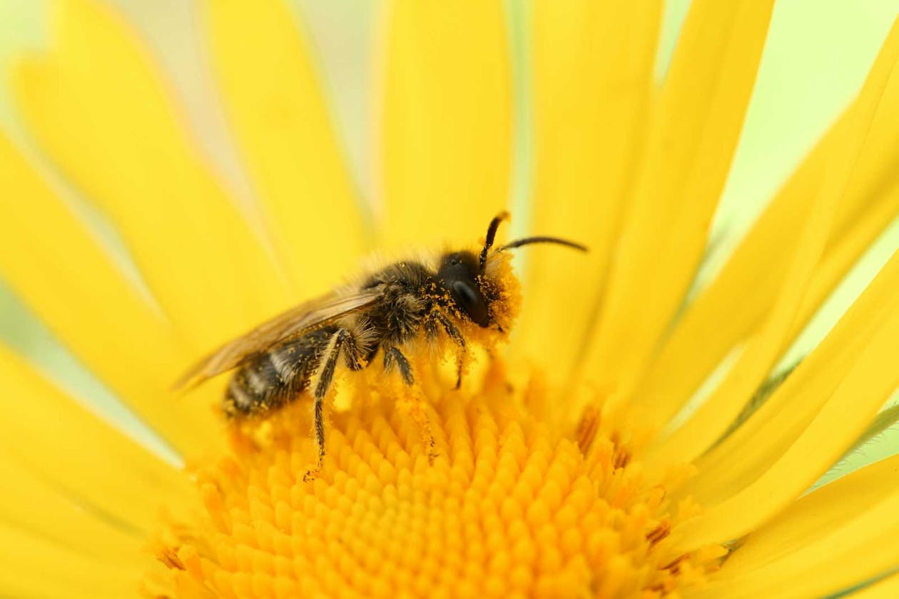 Swarm Intelligence Series : Artificial Bee Colony Optimization Algorithm