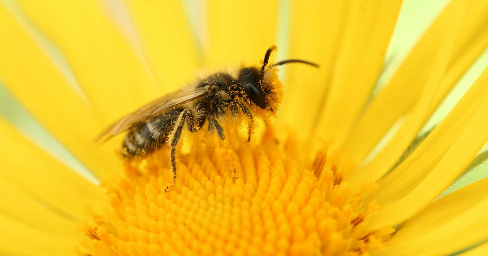 Swarm Intelligence Series : Artificial Bee Colony Optimization Algorithm
