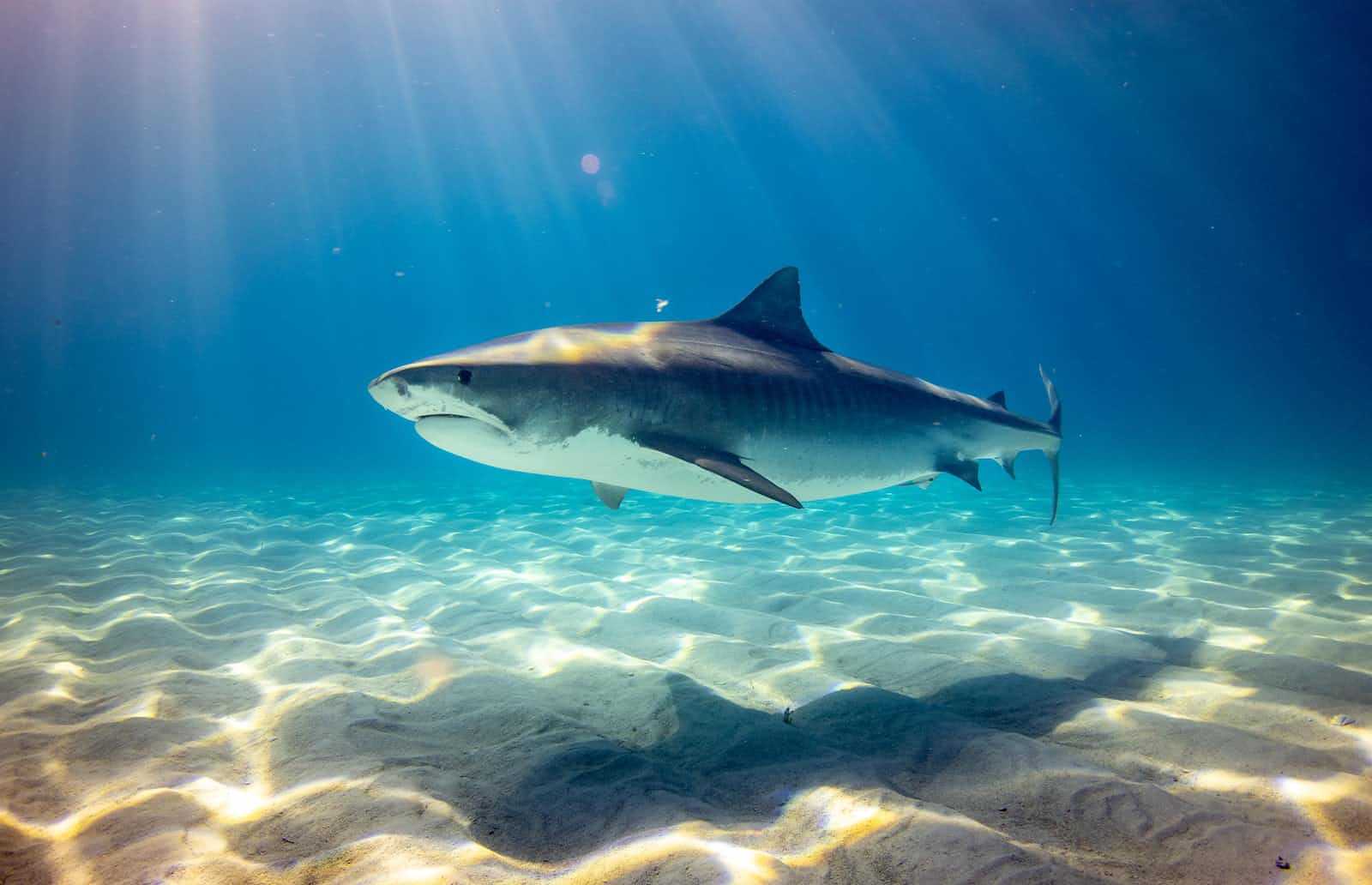 How to Install Wireshark on Ubuntu 22.04