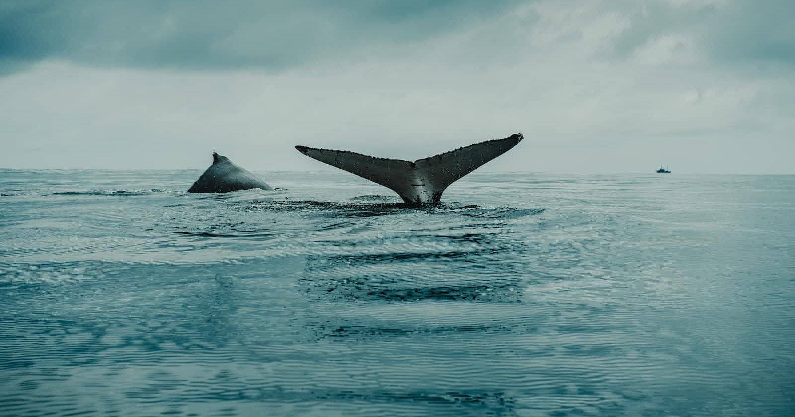 Taming the whale: introduction to Docker