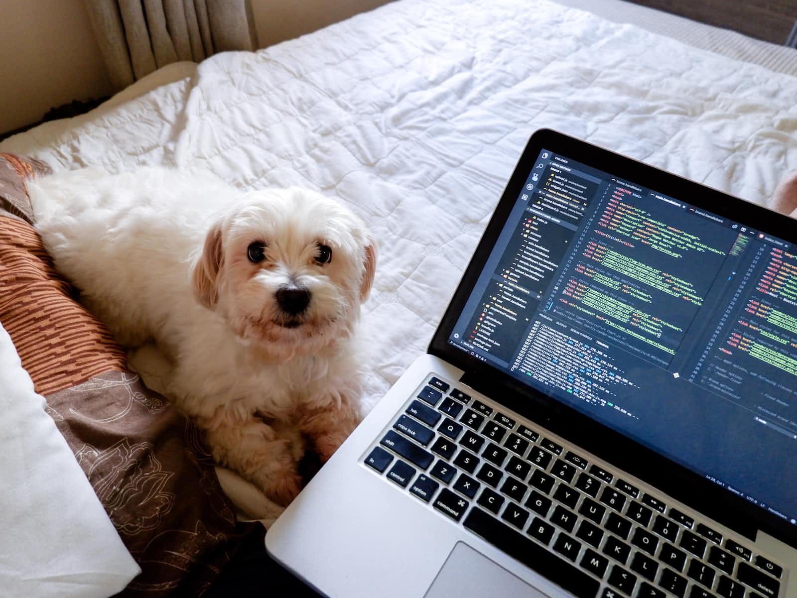 JavaScript 101: A Beginner's Guide to Types, Loops, Variables, and More
