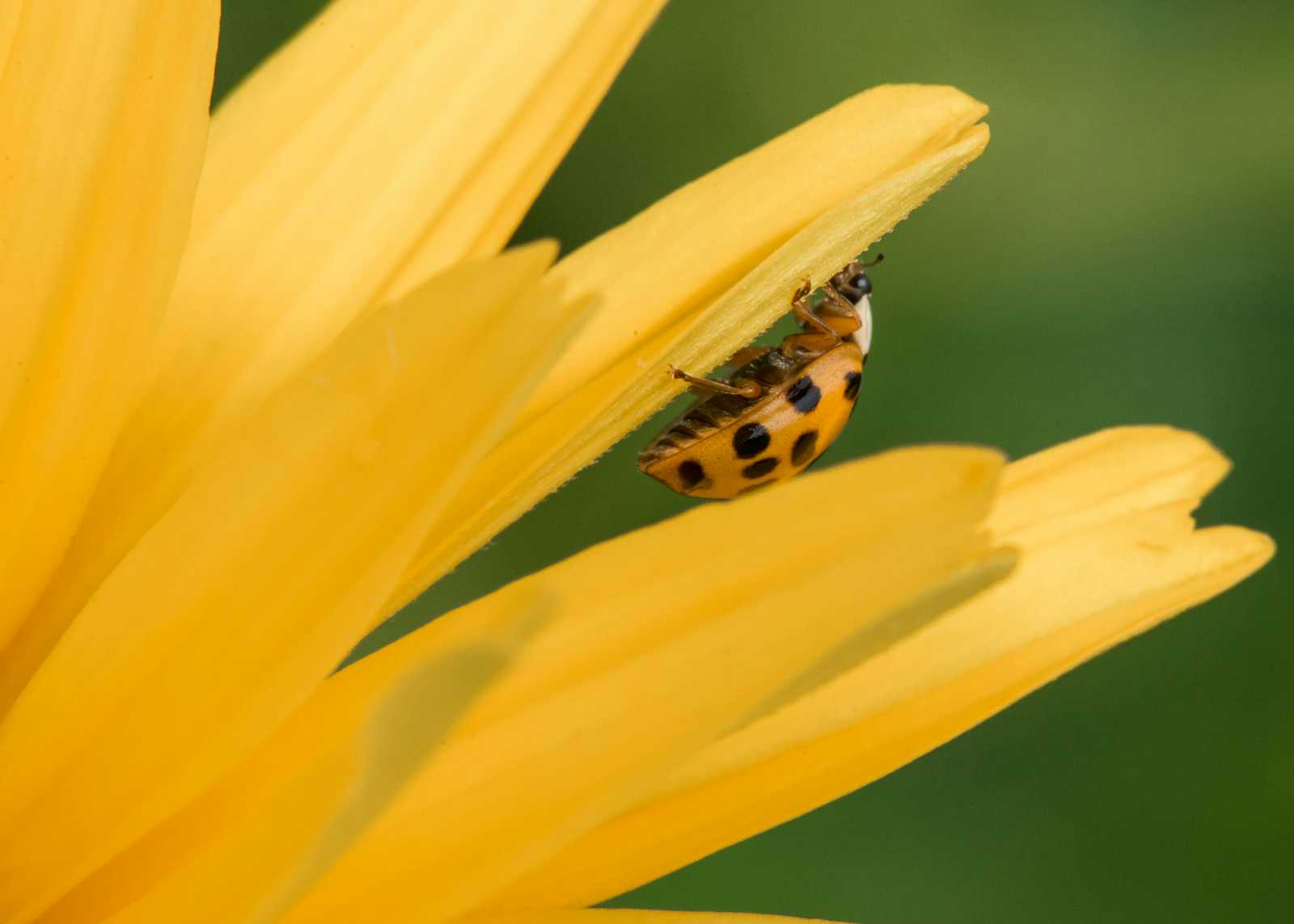 The Secret Life of Bugs: Why Your Favorite Apps Crash and How We Fix Them
