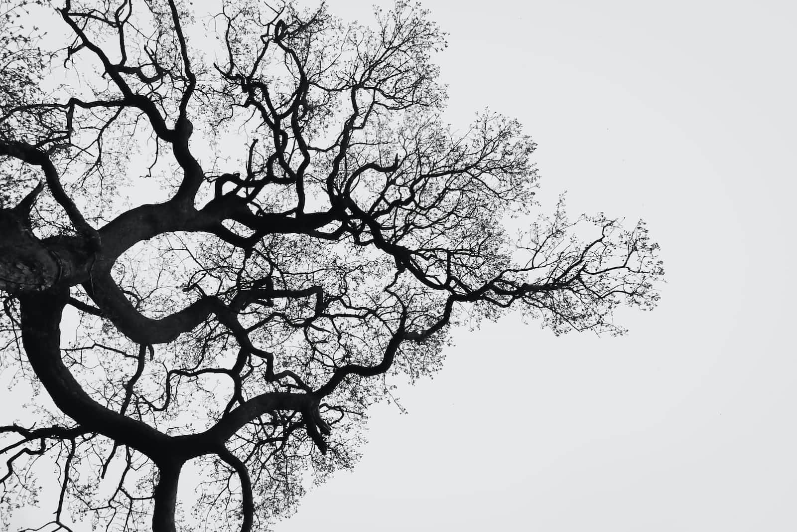 Git: Working with Branches