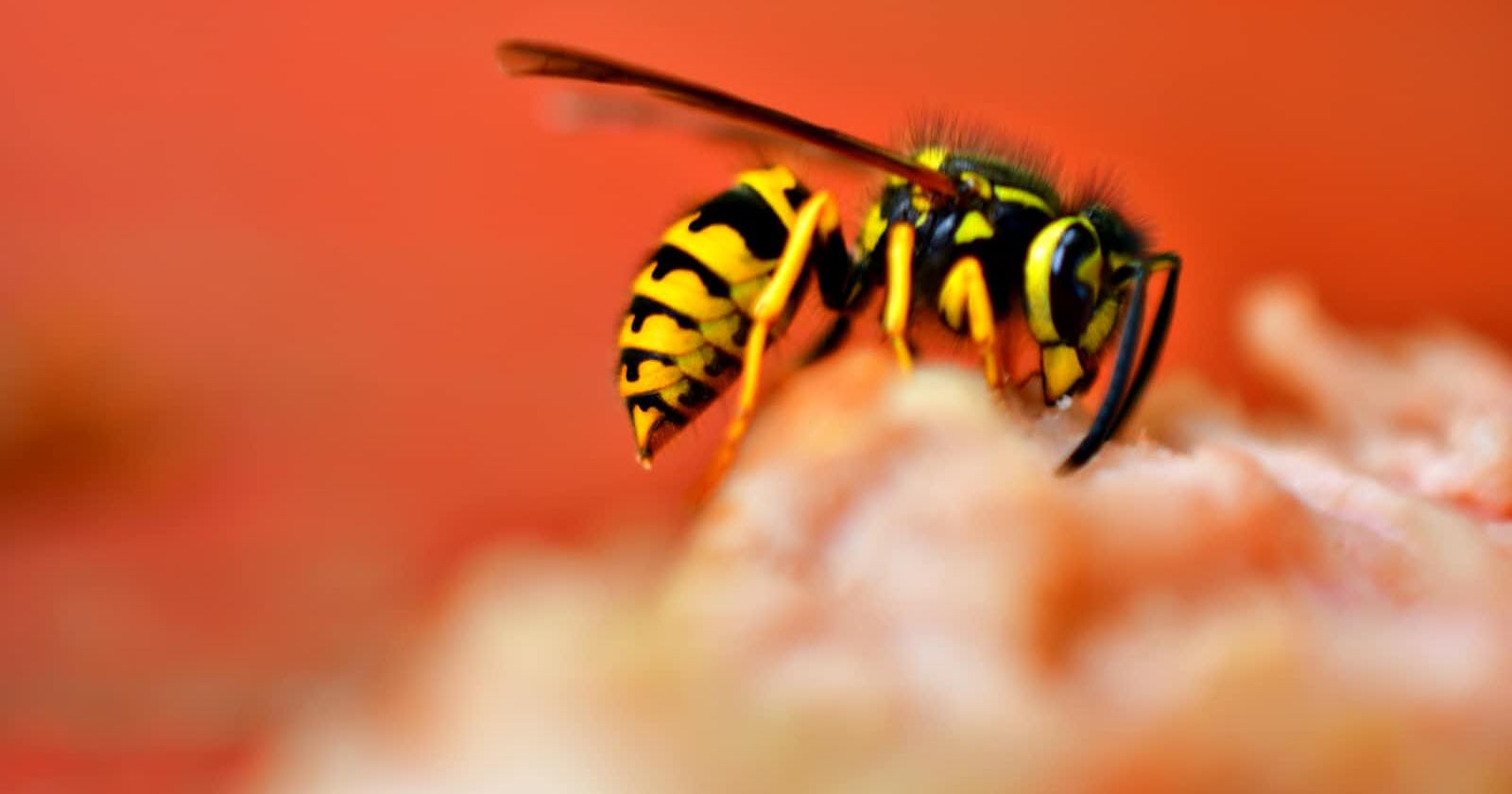 Wasp Configuration Language: Simplify Full Stack App Creation