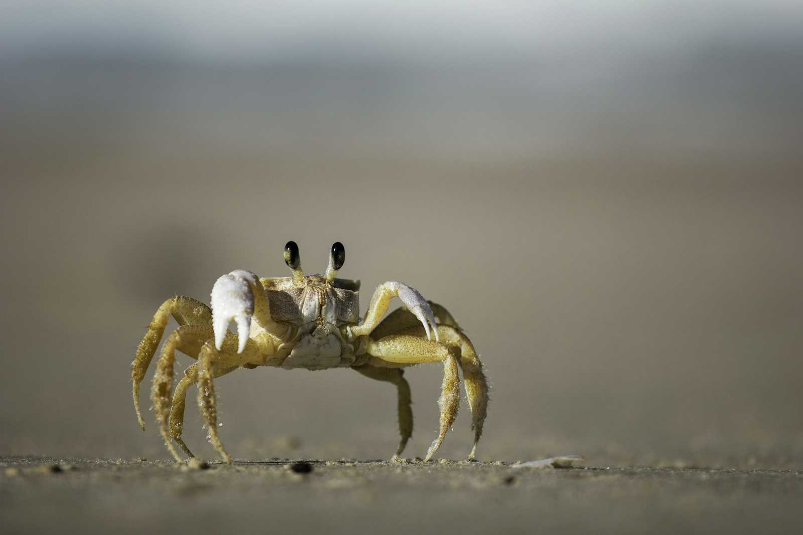 The Hermit Crab's Line-Up