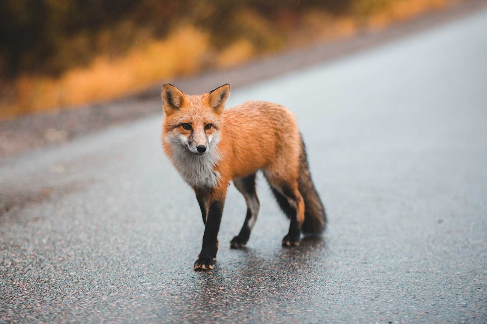 How to Upload Environment Variables to GitLab CI/CD