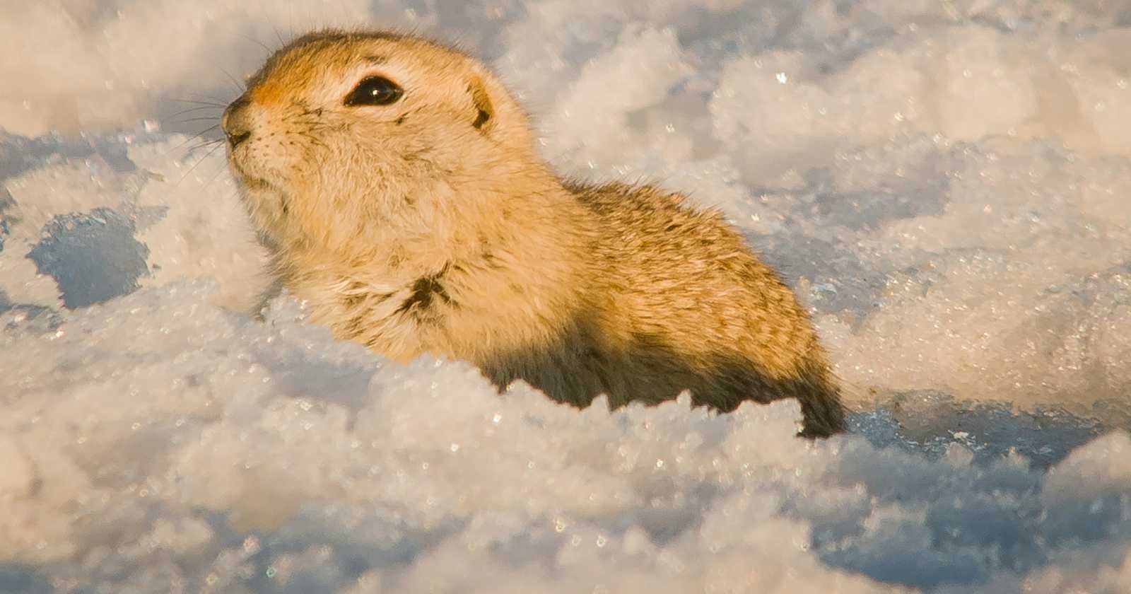 Gophers on the Web: Getting Started with Go and WebAssembly