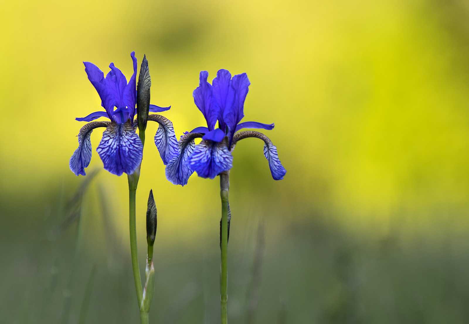 Klasifikasi Bunga Iris dengan K Nearest Neighbor