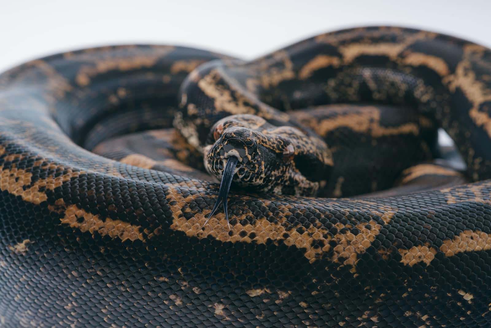 Identifiers in Python