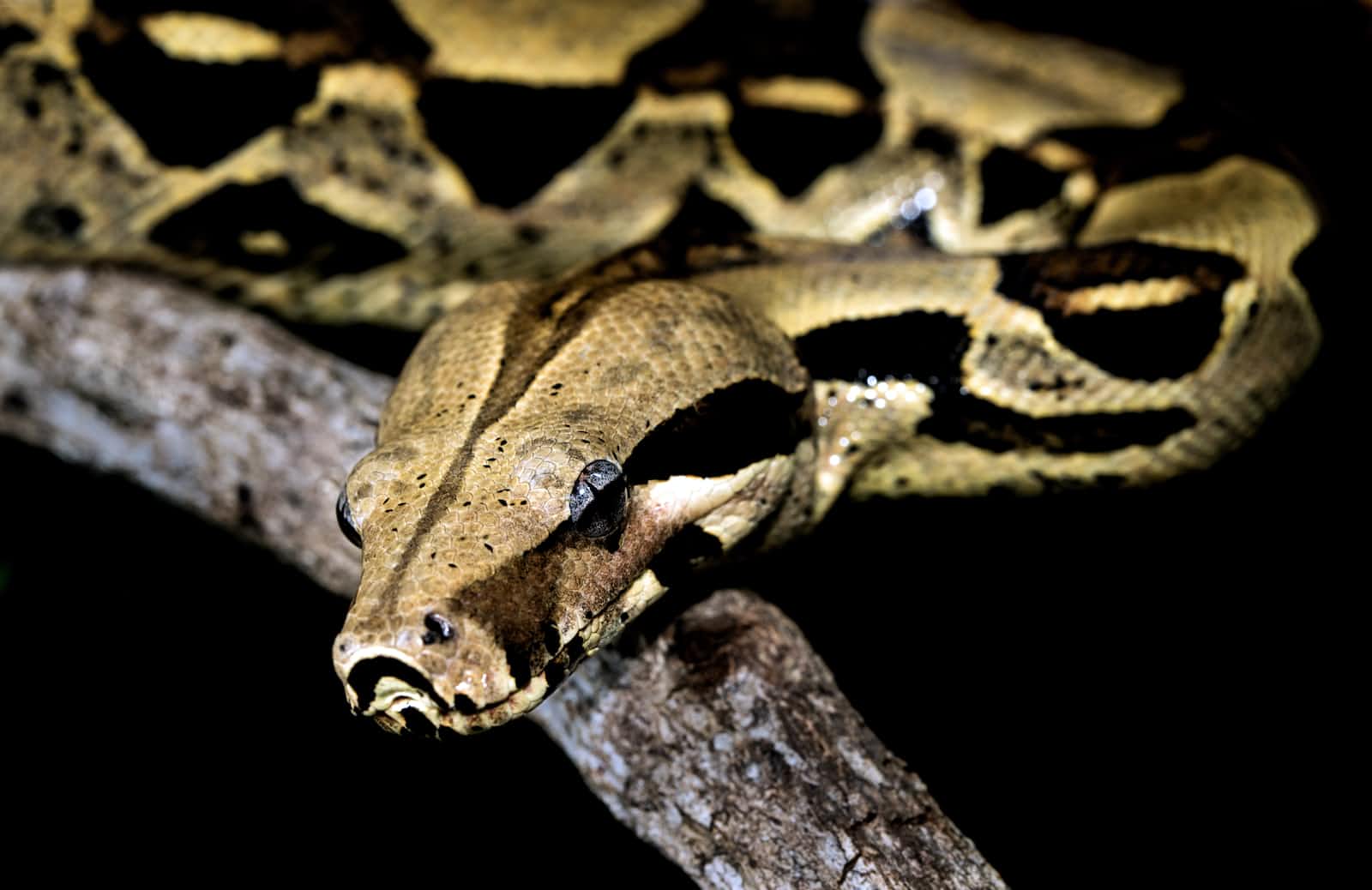 Python Versions!