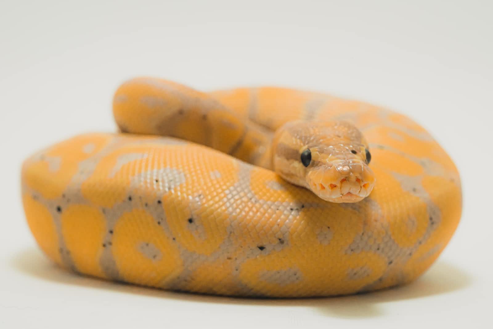 Features of Python