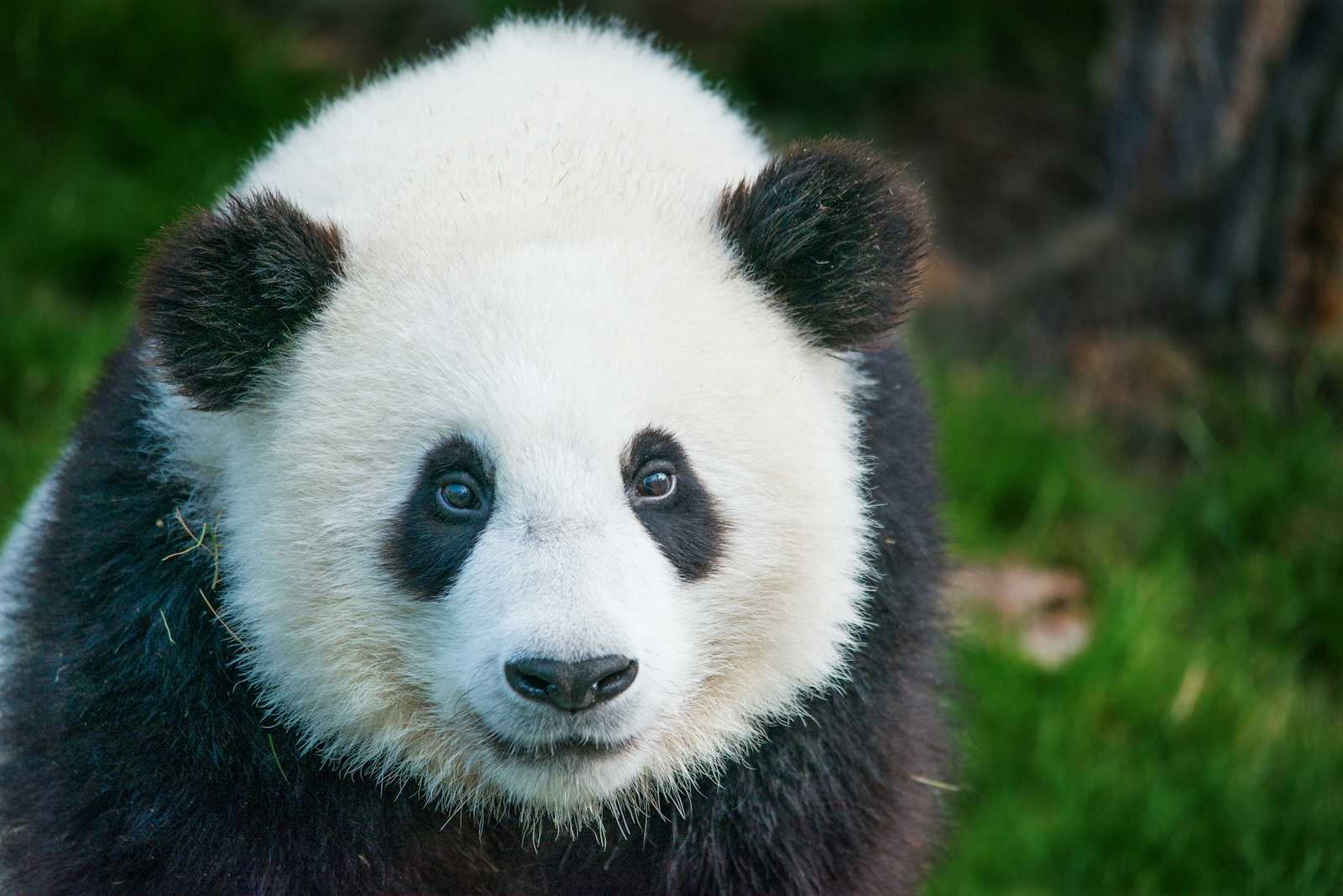 Exploring Pandas: Our Go-To Library for Data Manipulation