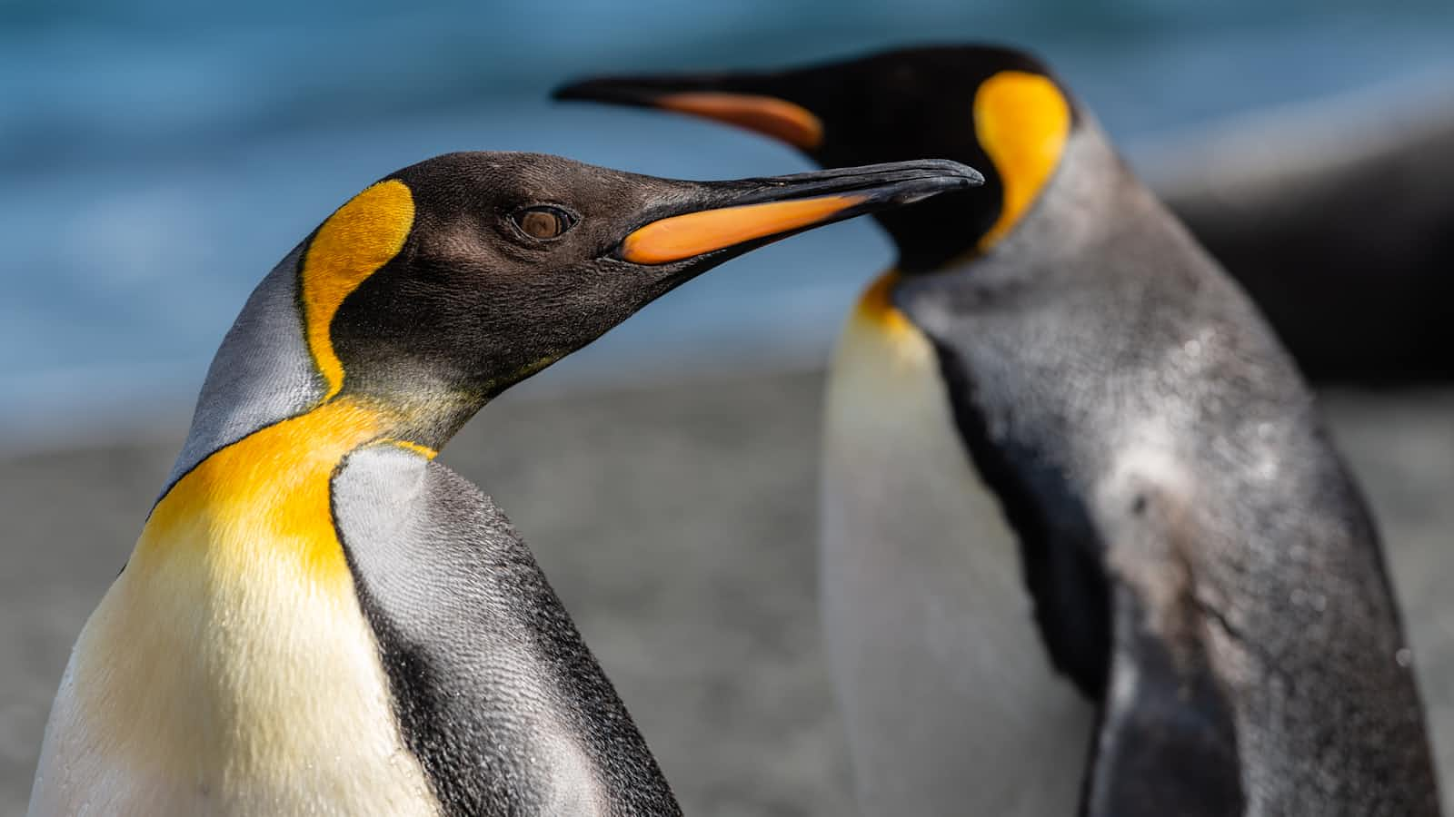 From Clumsy to Clever, How Penguins Learn to Line Up