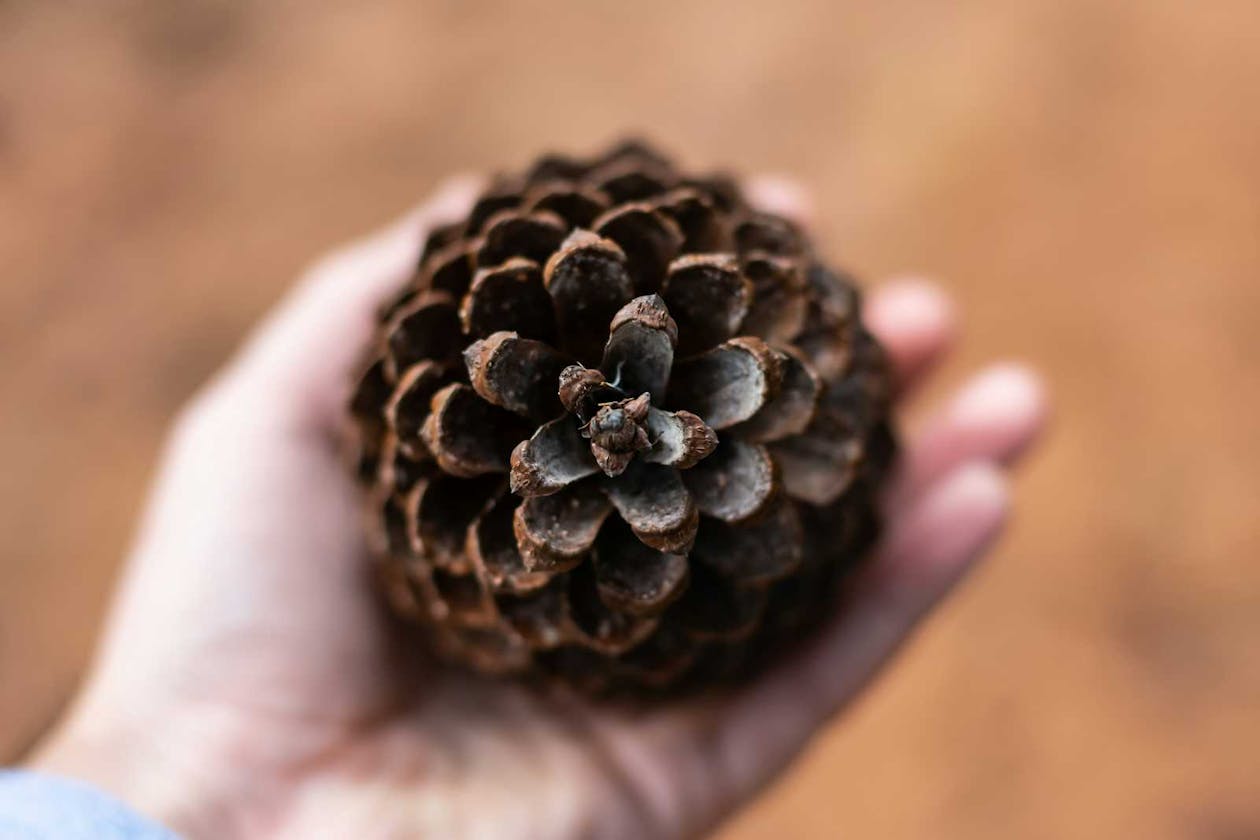 Pinecone: Redefining Data Storage with Vector Databases