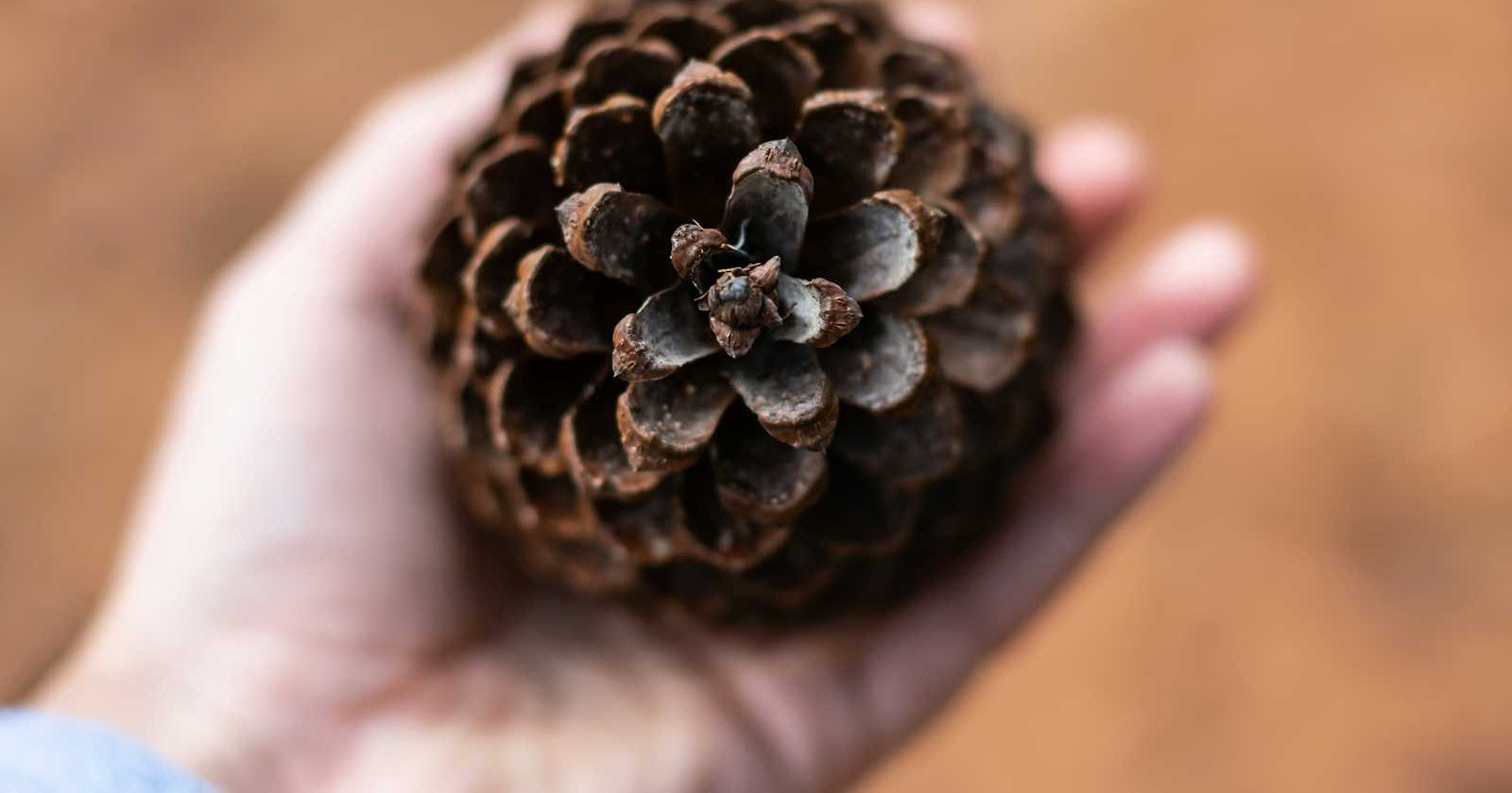 Pinecone: Redefining Data Storage with Vector Databases