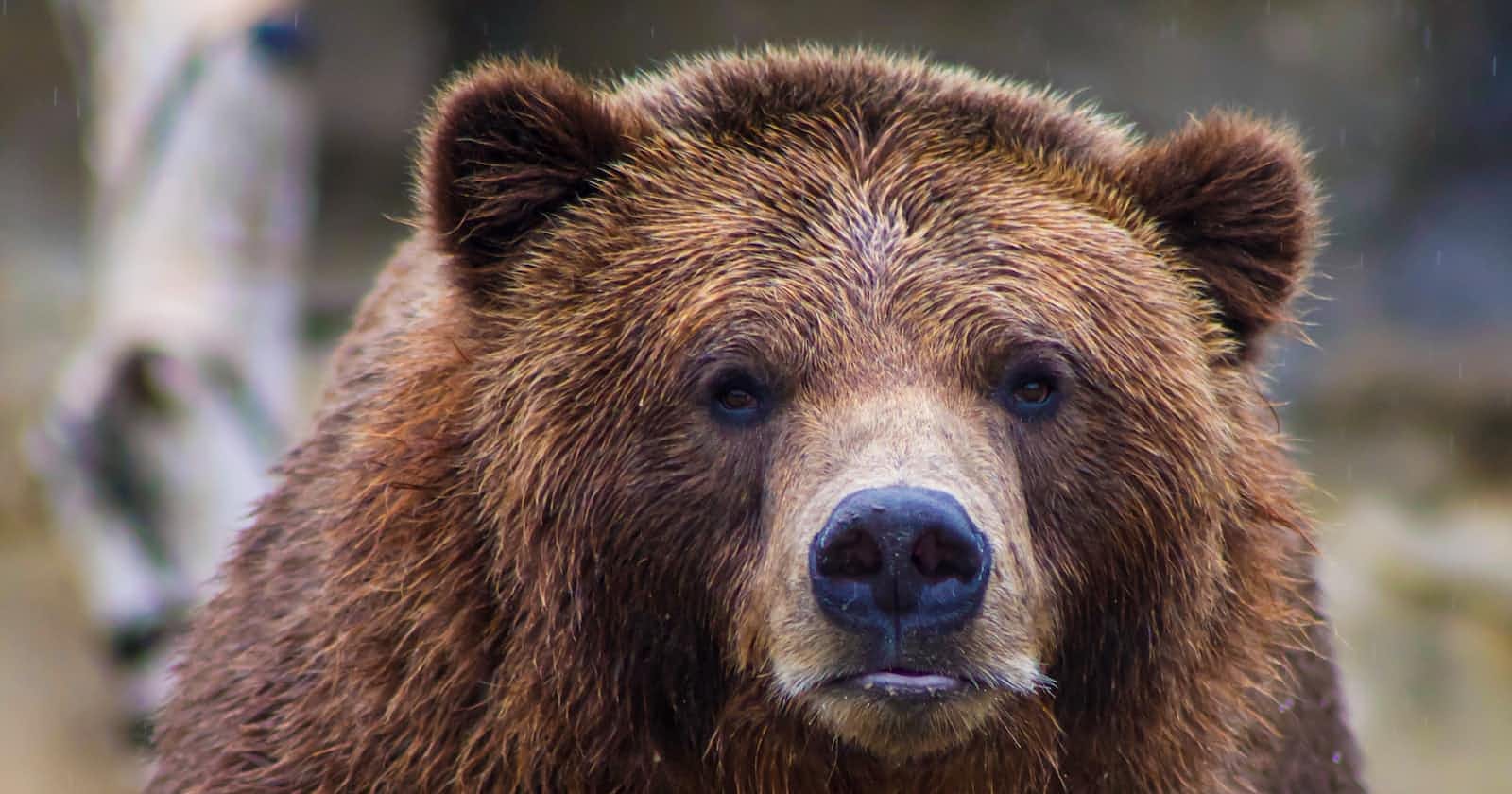 Crypto bear market isn't gone