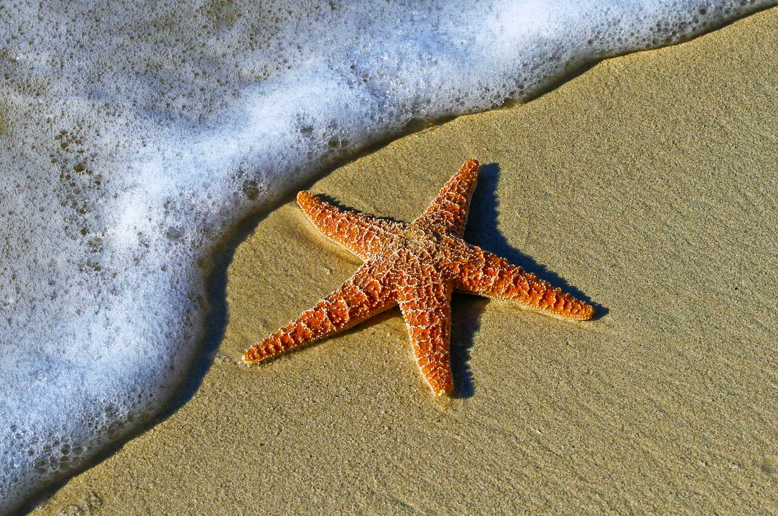 The Starfish’s Search