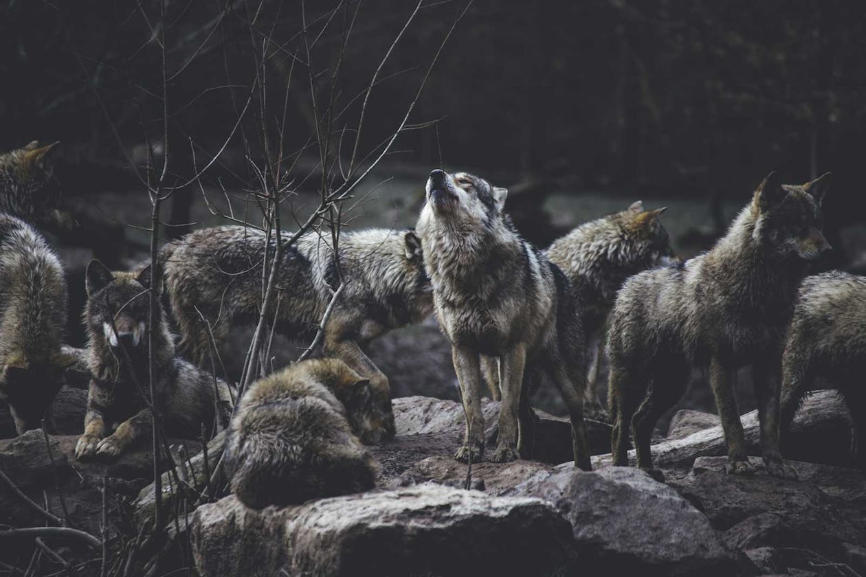 Swarm Intelligence Series : Grey Wolf Optimization Algorithm