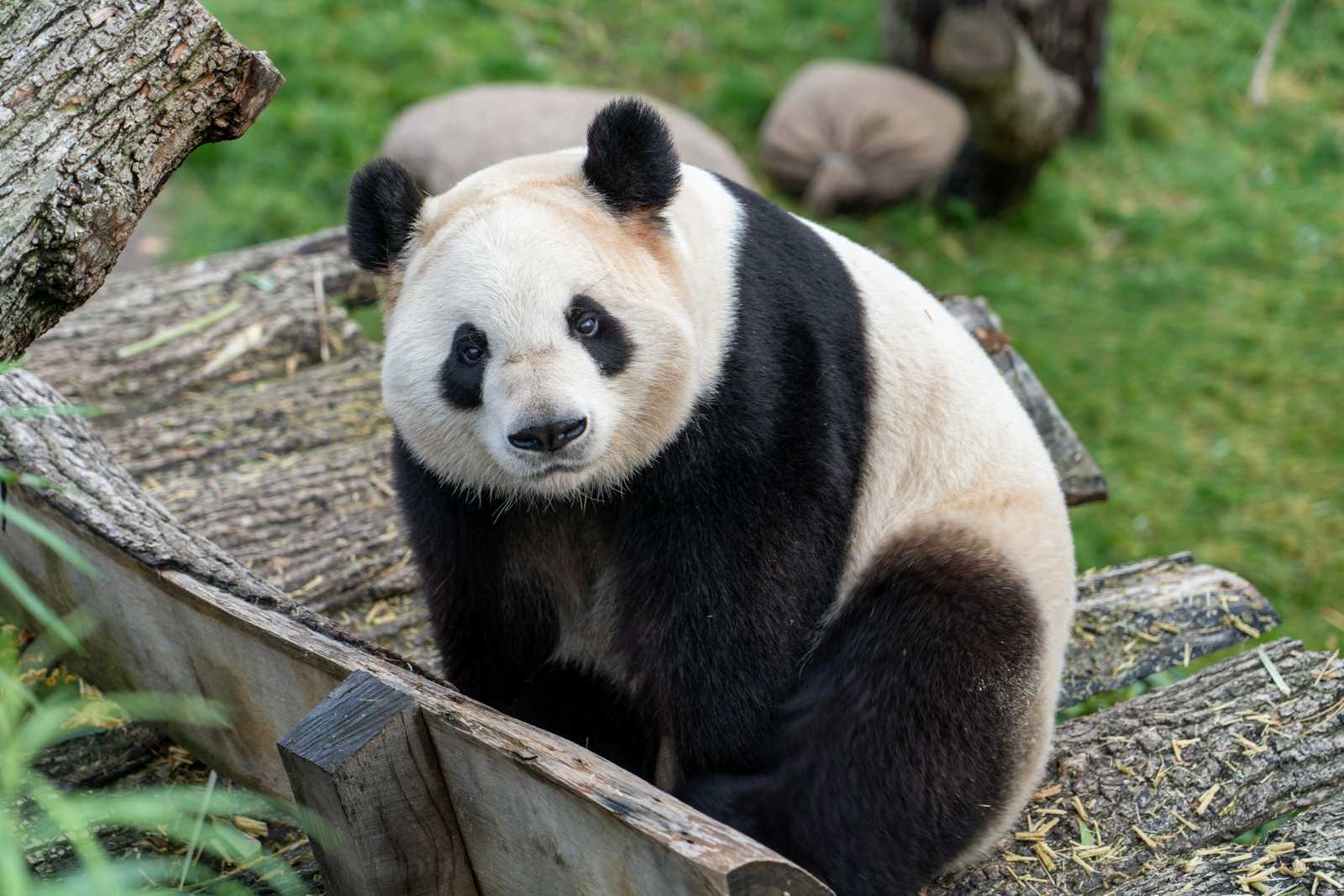 My Beginner Pandas Documentation