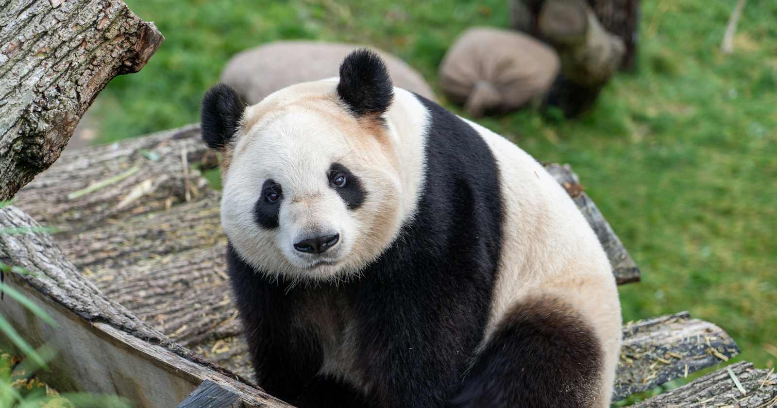 My Beginner Pandas Documentation