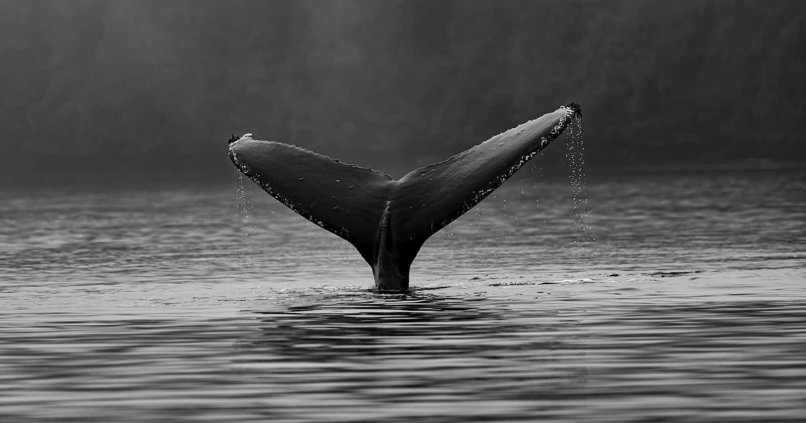 Crypto whales are exiting