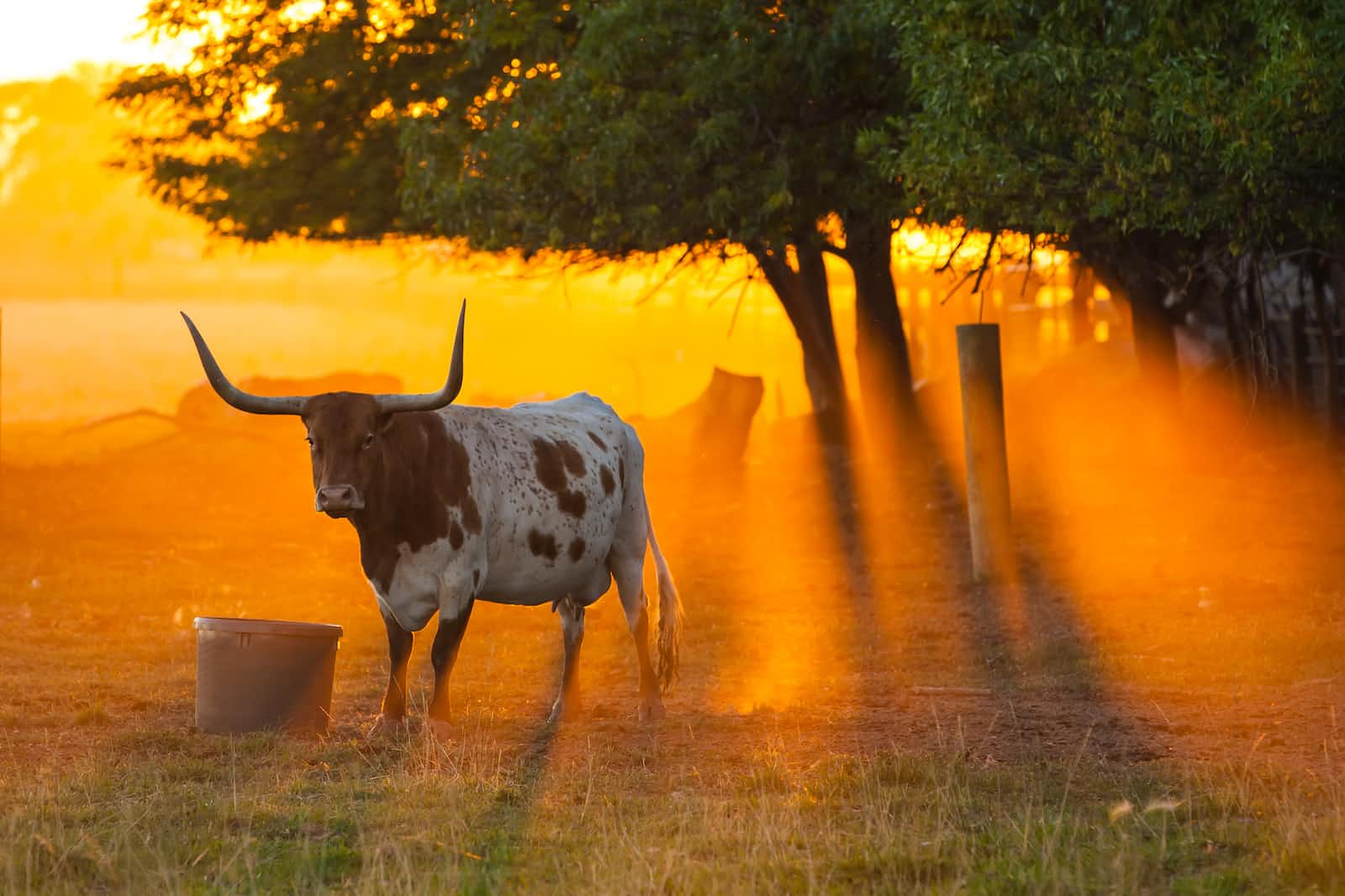 Daily Routine of a Texan Software Developer