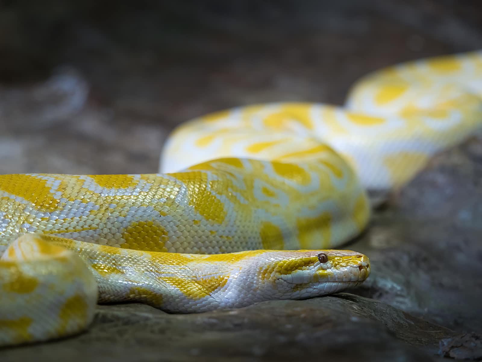 Like the Burmese Python, Python is everywhere!