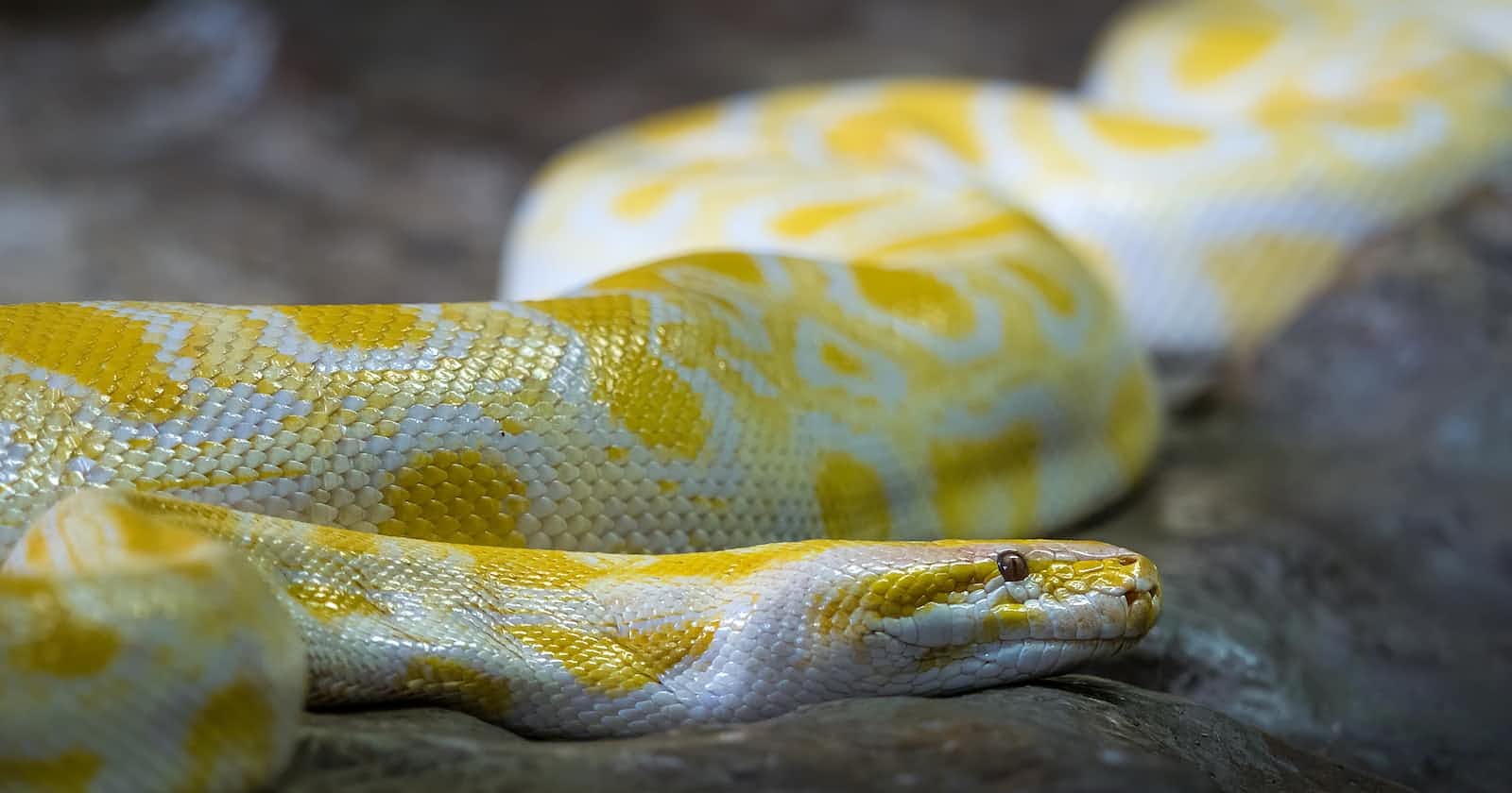 Like the Burmese Python, Python is everywhere!