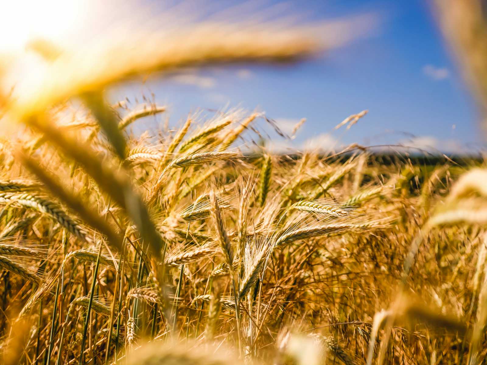 Empowering Farmers Through Sustainable Agriculture Practices