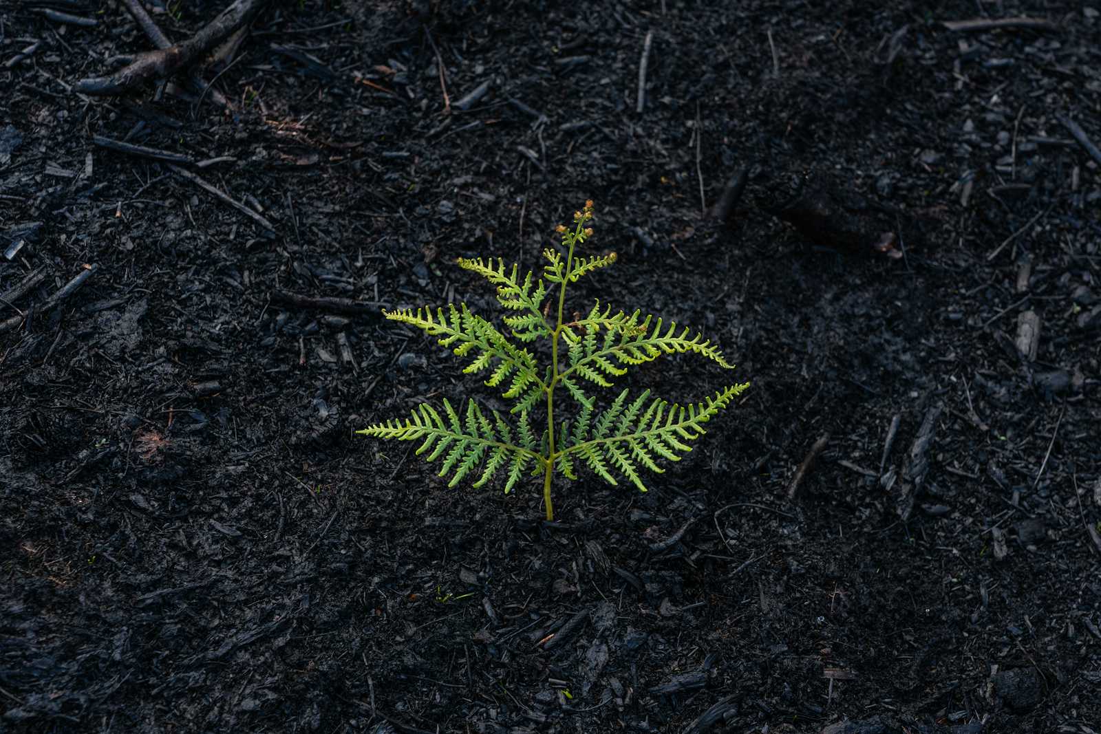 Git Recovery 101: How to Bring Back a Deleted Branch