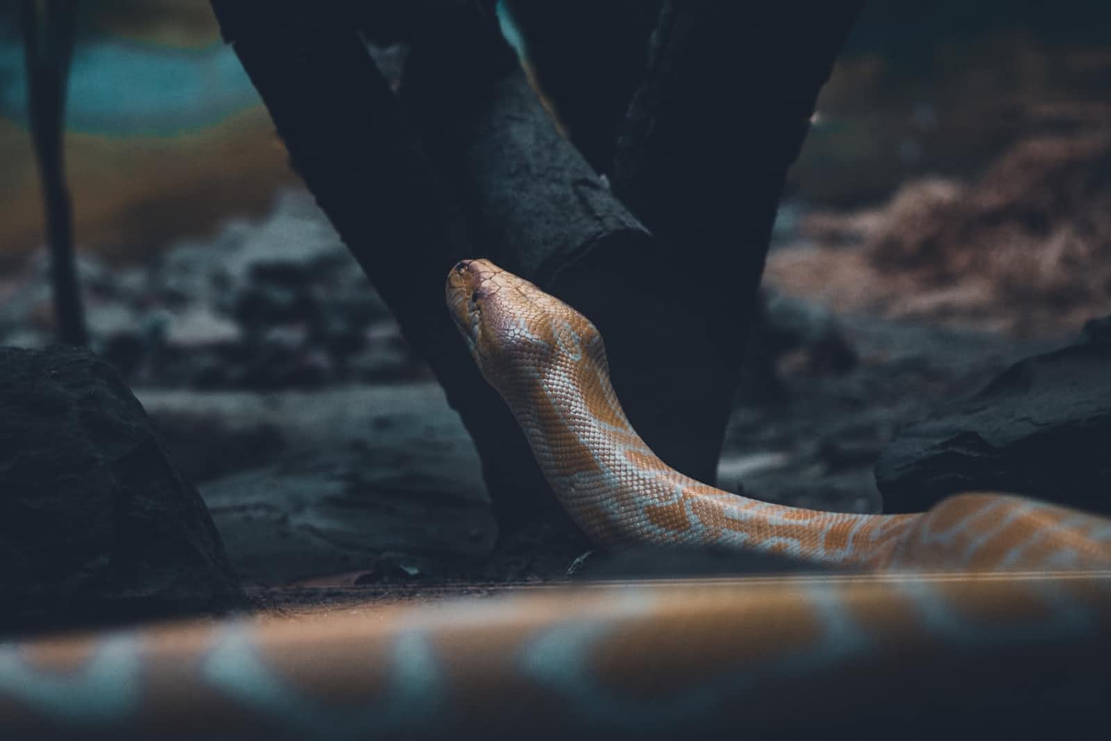 You don't need to install Python