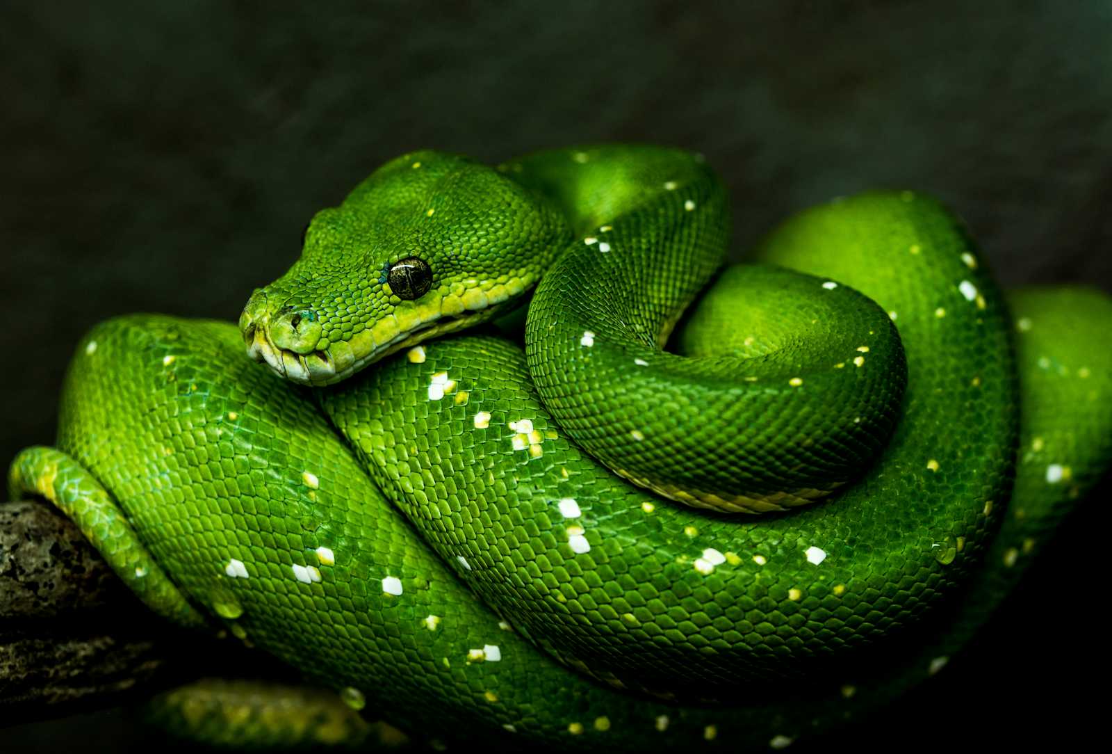 3rd Week Python Experience