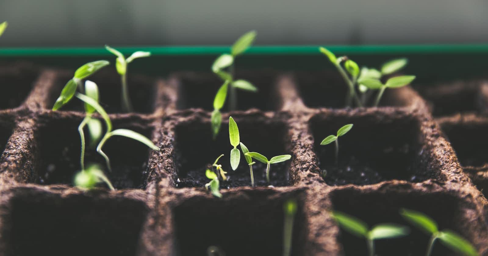 From Engineering to Software Development: Embracing the "Software Gardening" Mindset
