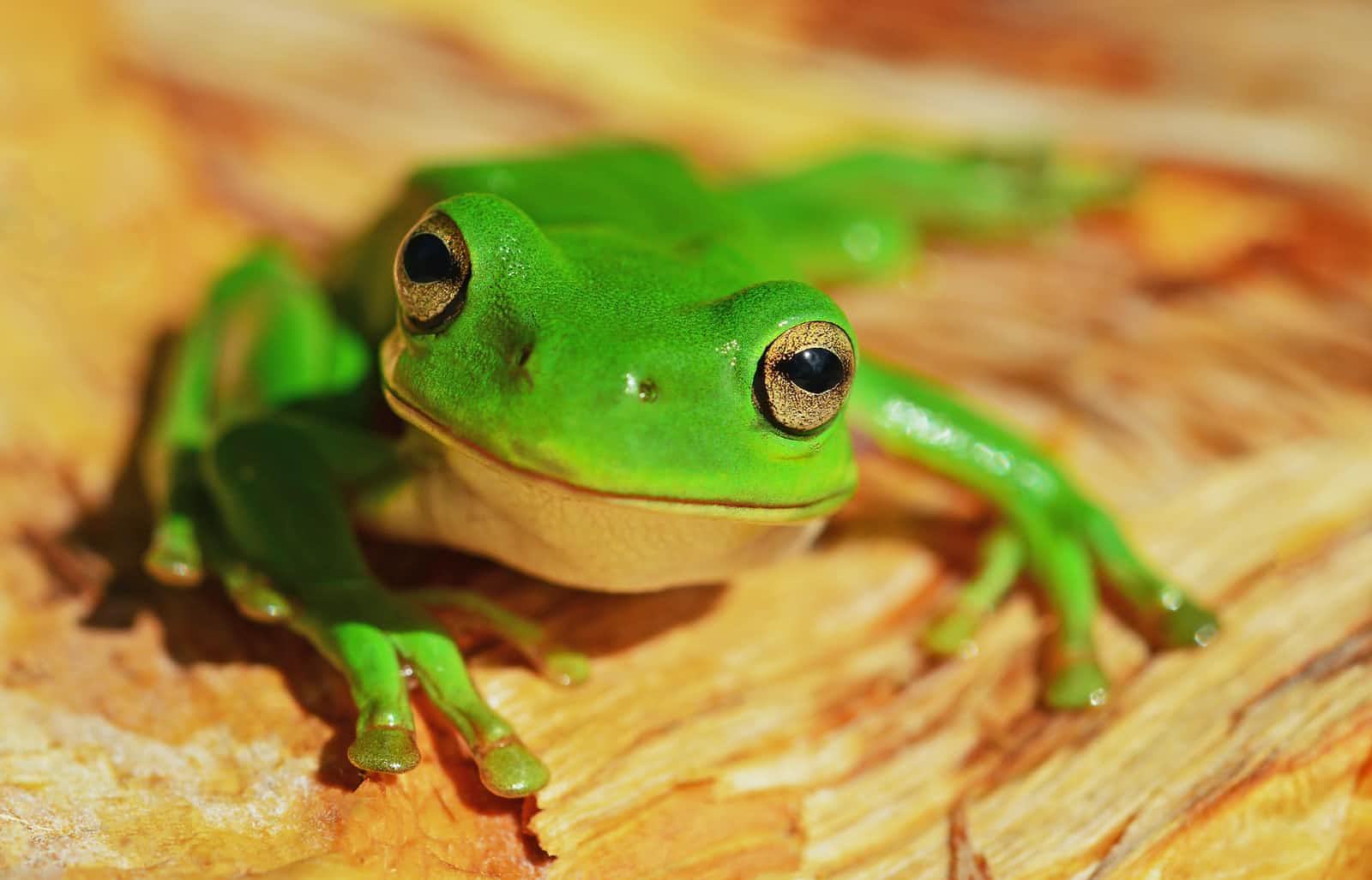 Summary of Eat that frog by Brian Tracy
