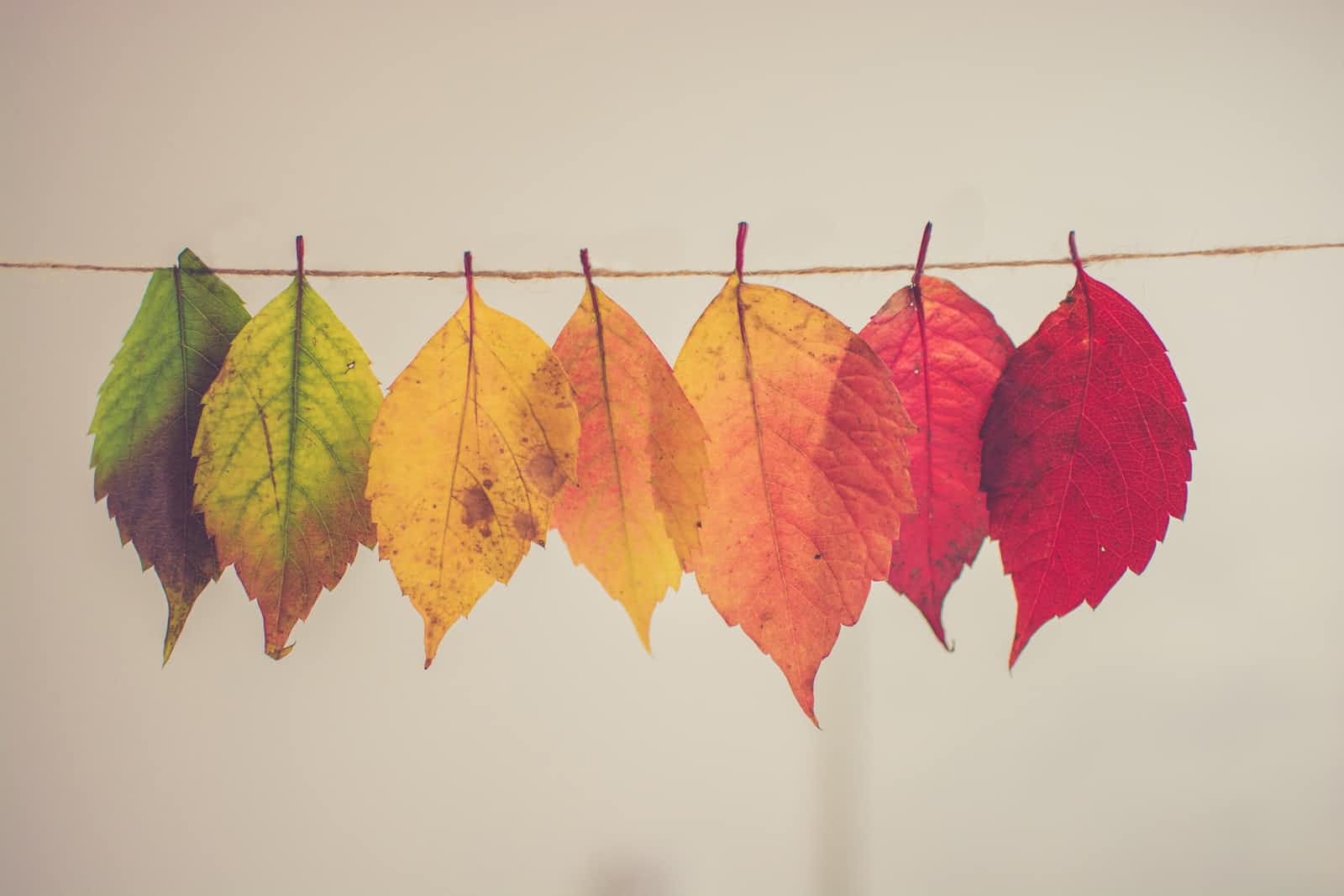 What is a Merkle Tree and Why is it Important for the Blockchain?