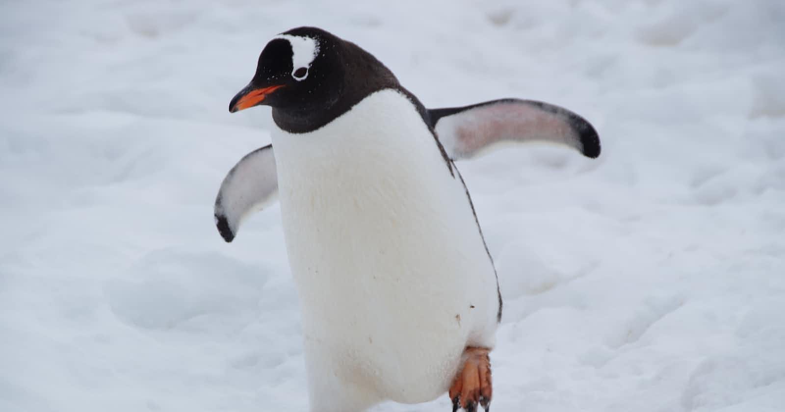 Day 66: CSS Transformation by building Penguin