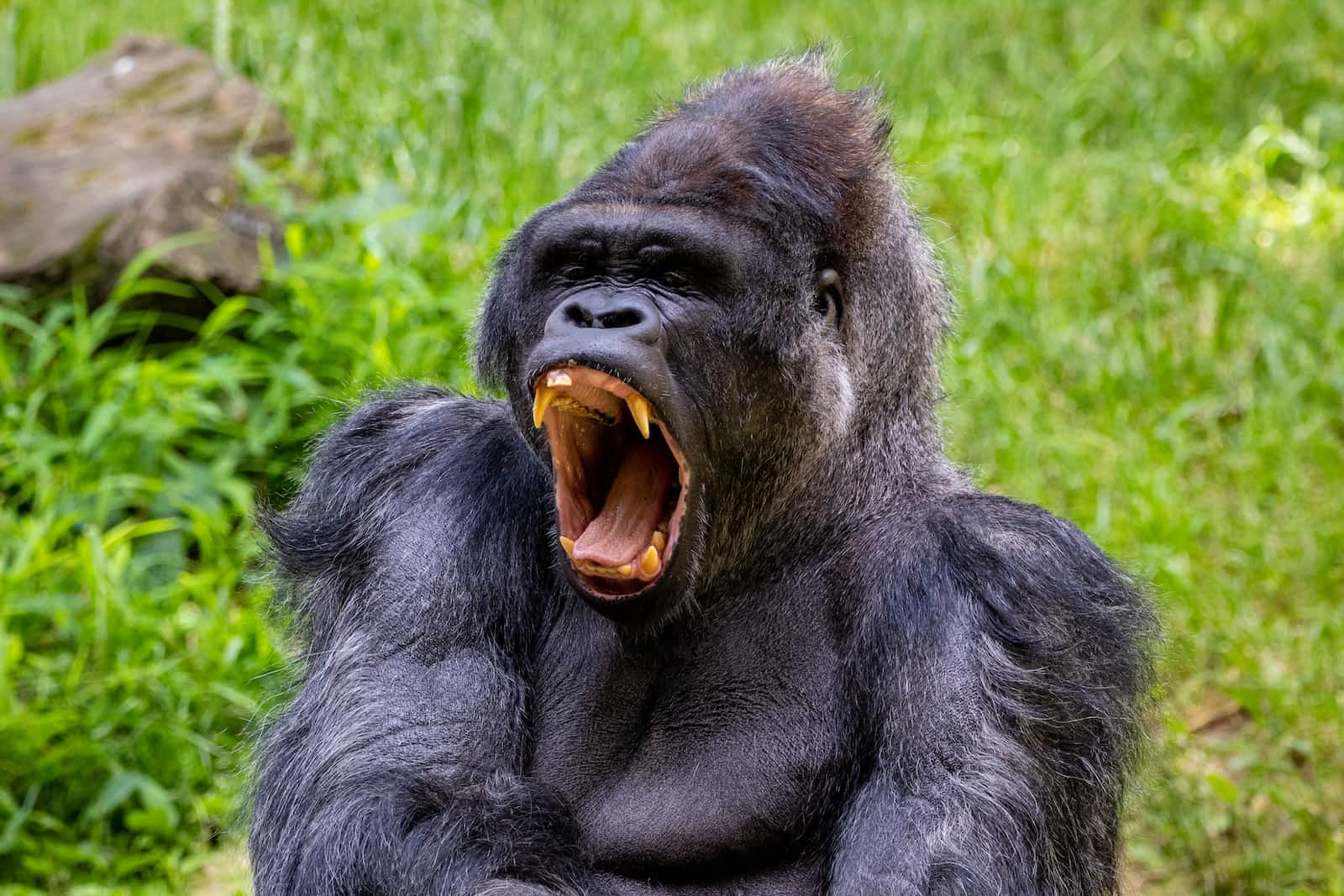 Software Startups, the gorilla guide