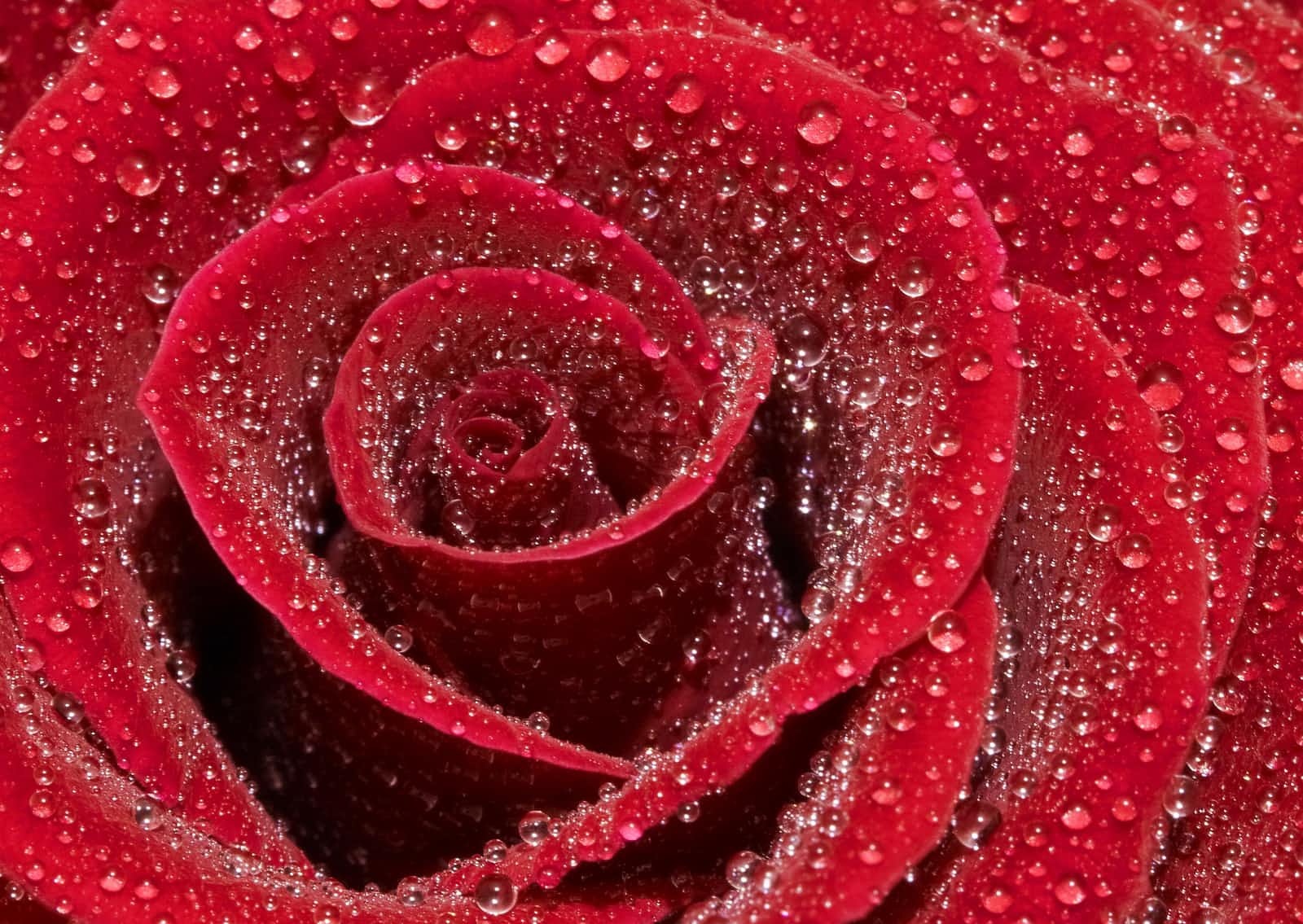 Rose Day-Feb 7th- Conditionals with my Lover JS (JavaScript)