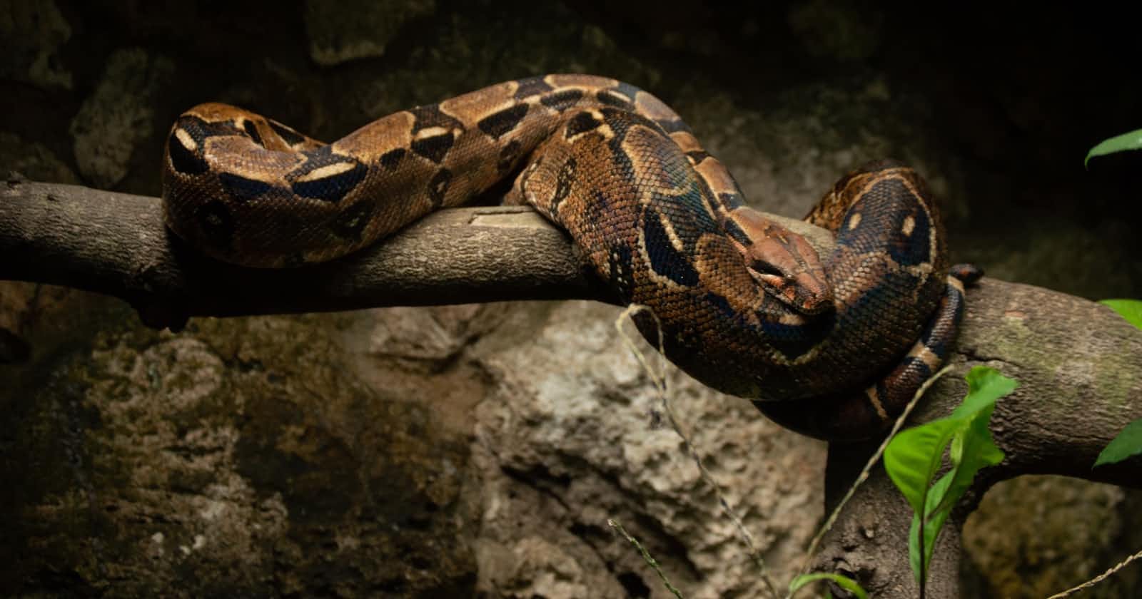 Episode 7: Python: The Slow, Bulky But Formidable Predator