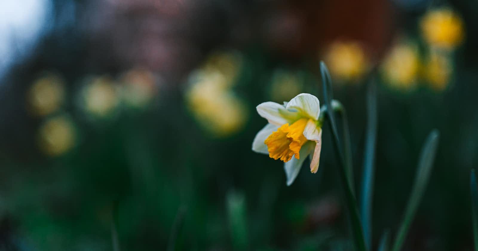 The Daffodils Love