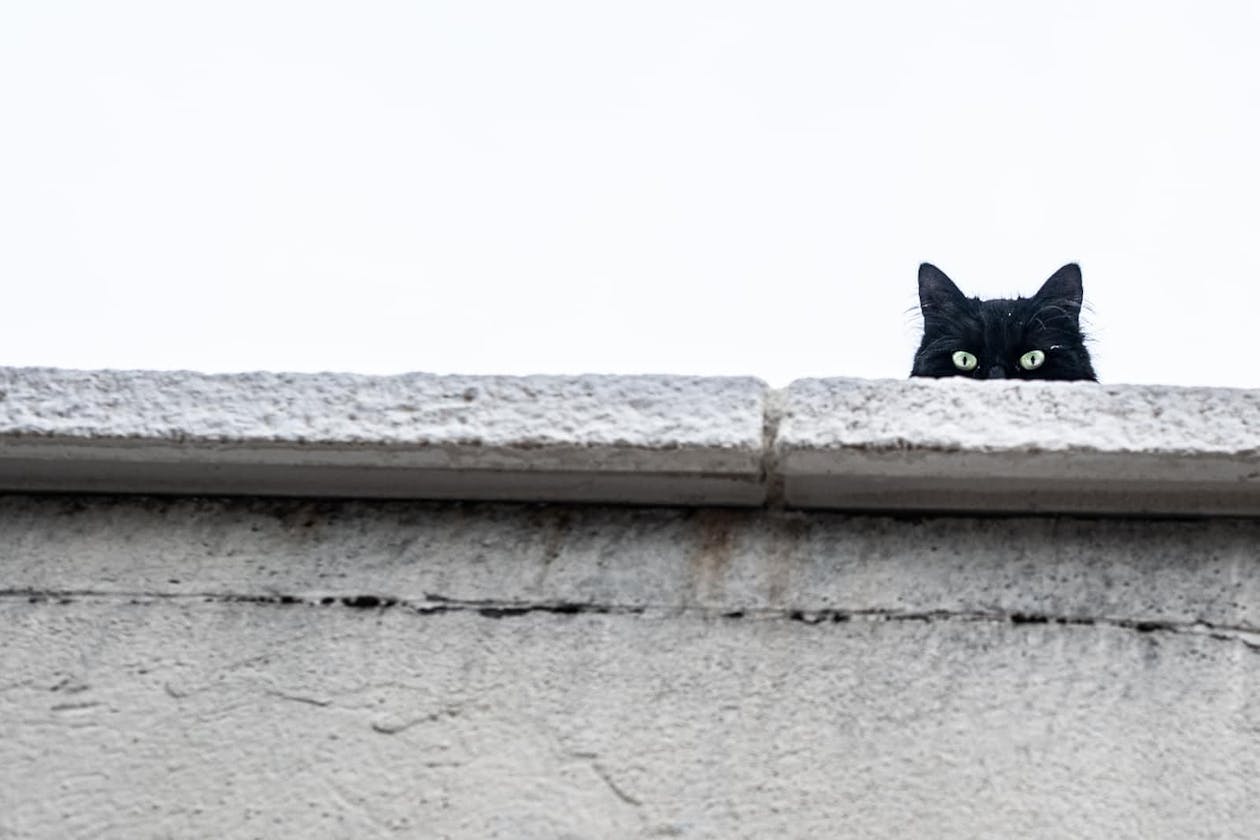 Le-chat Noir Reach DApp Workshop